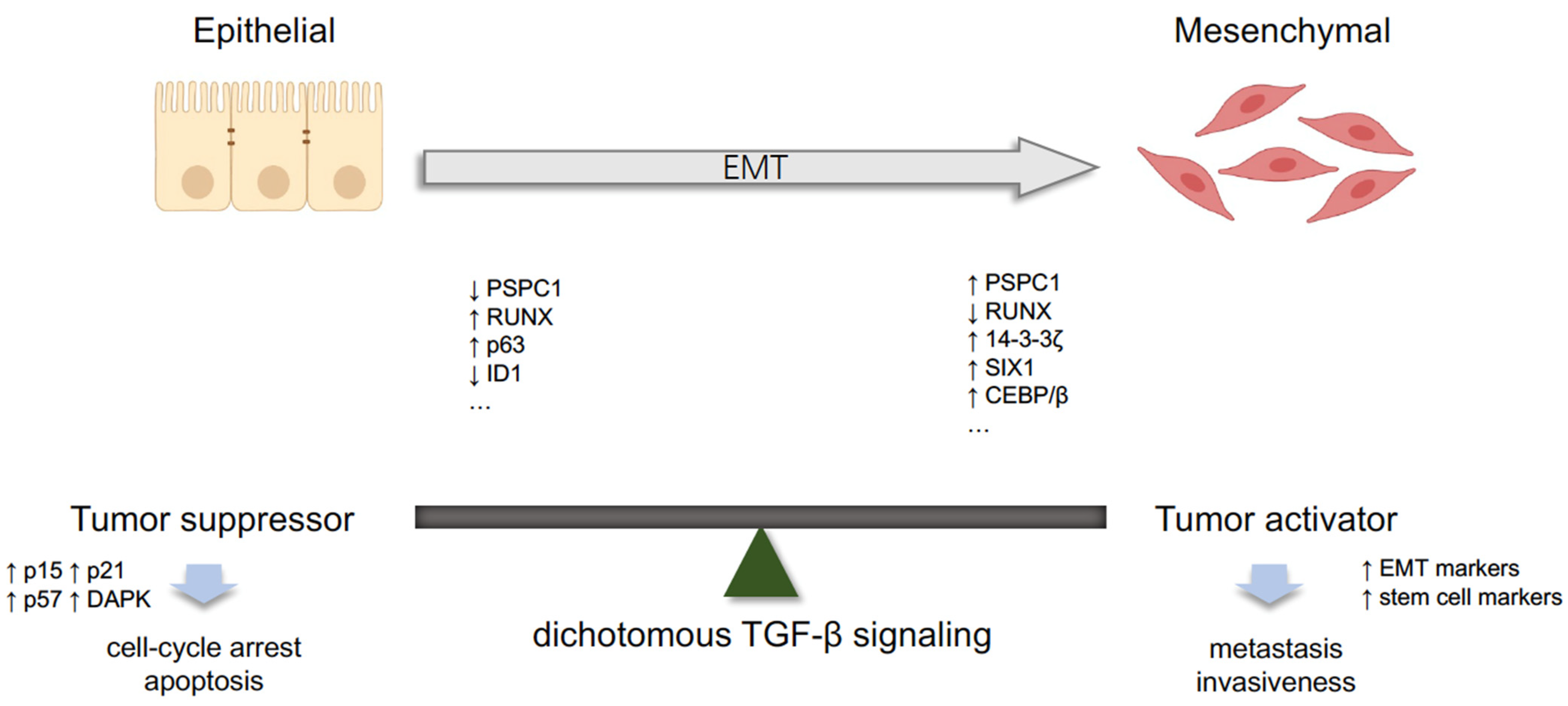 Cancers 13 03397 g001