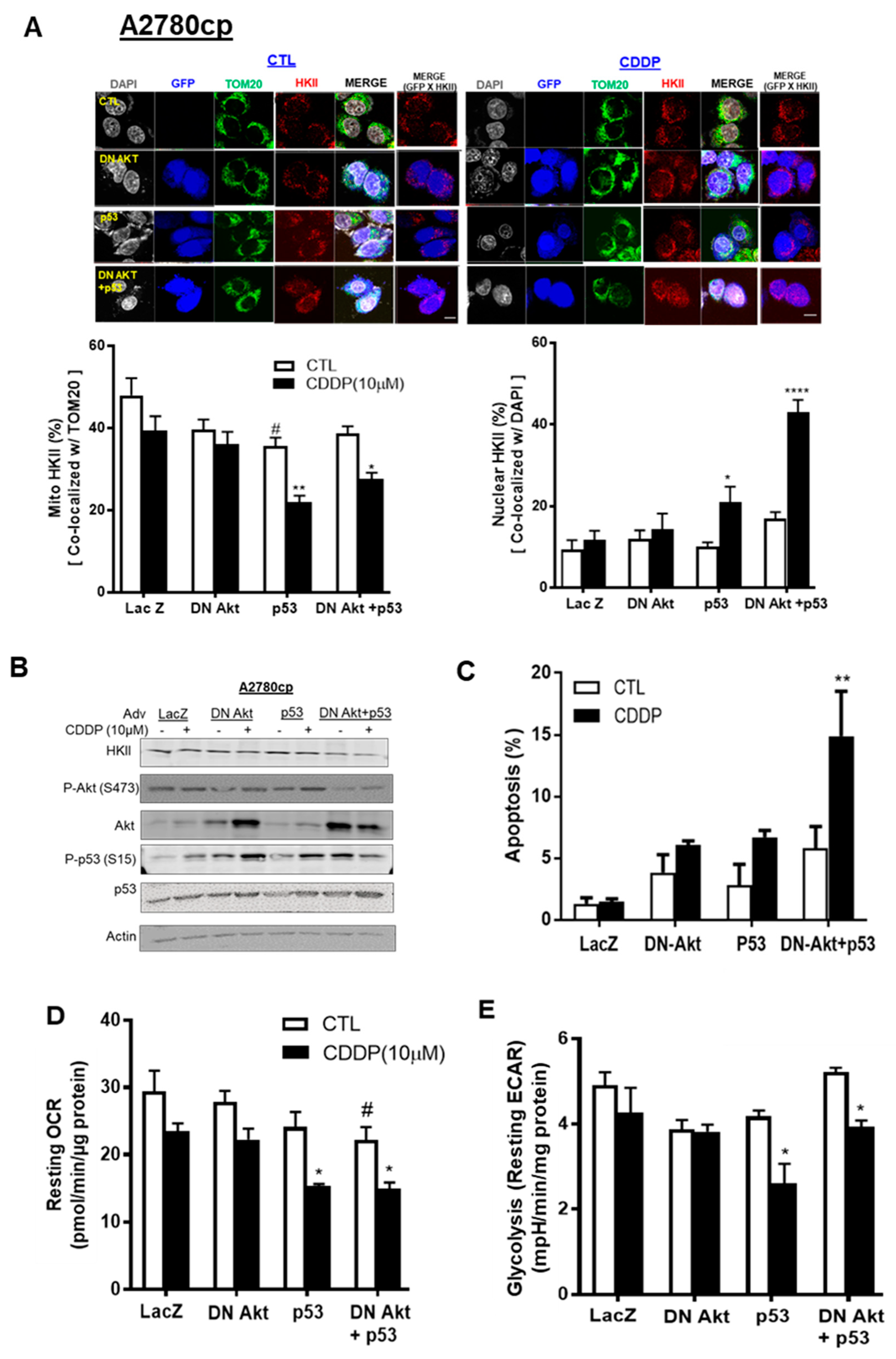 Cancers 13 03399 g005 Cancers 13 03399 g005