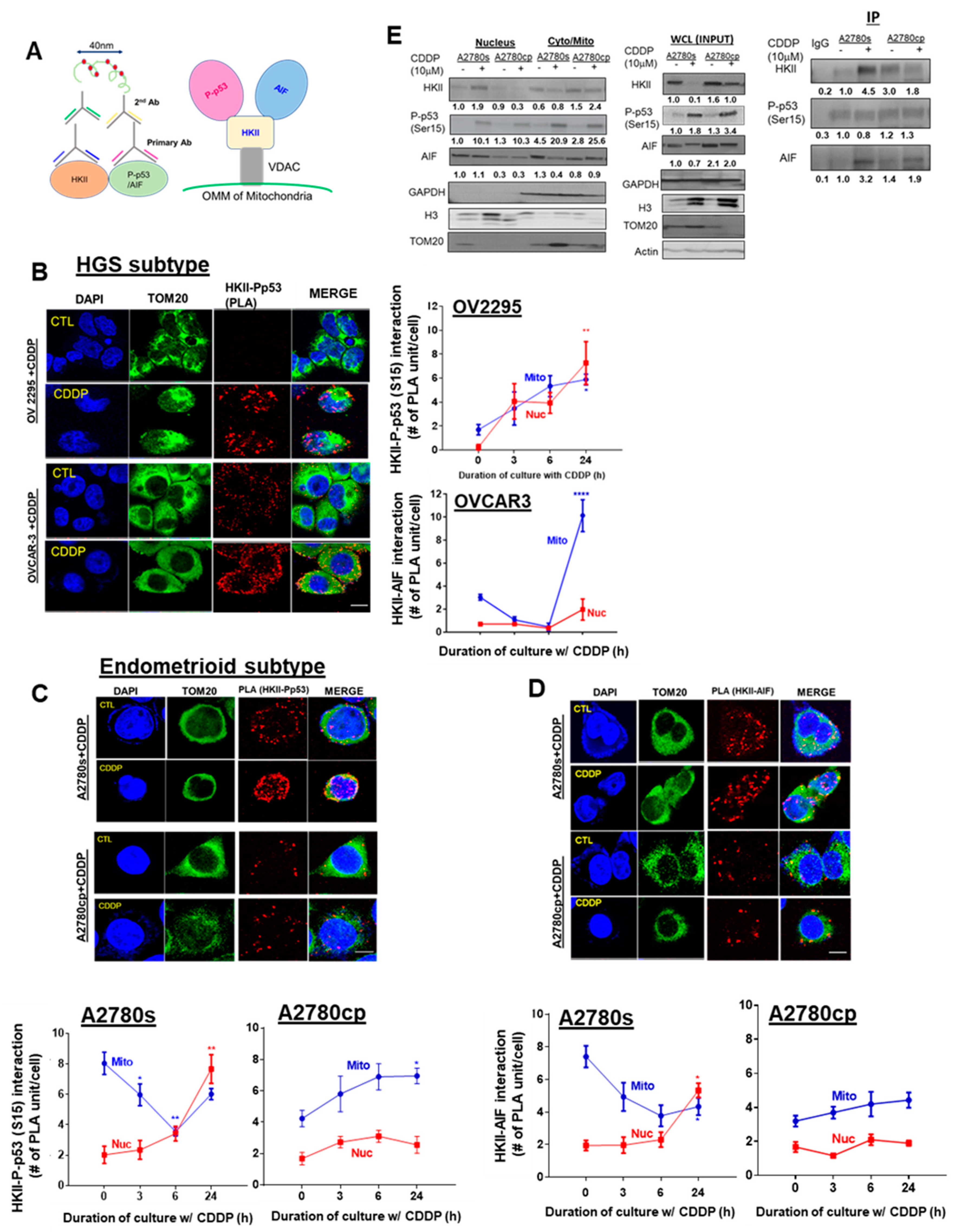 Cancers 13 03399 g006 Cancers 13 03399 g006
