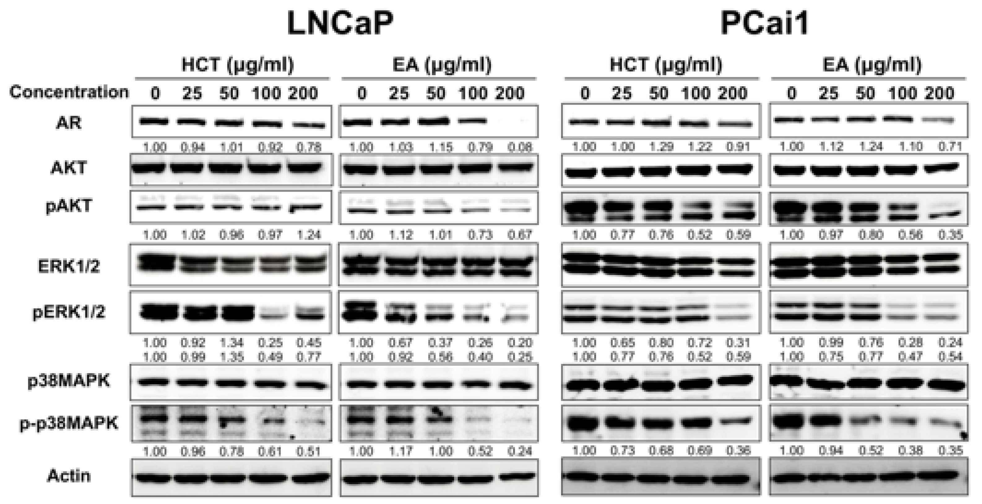 Cancers 13 03403 g004