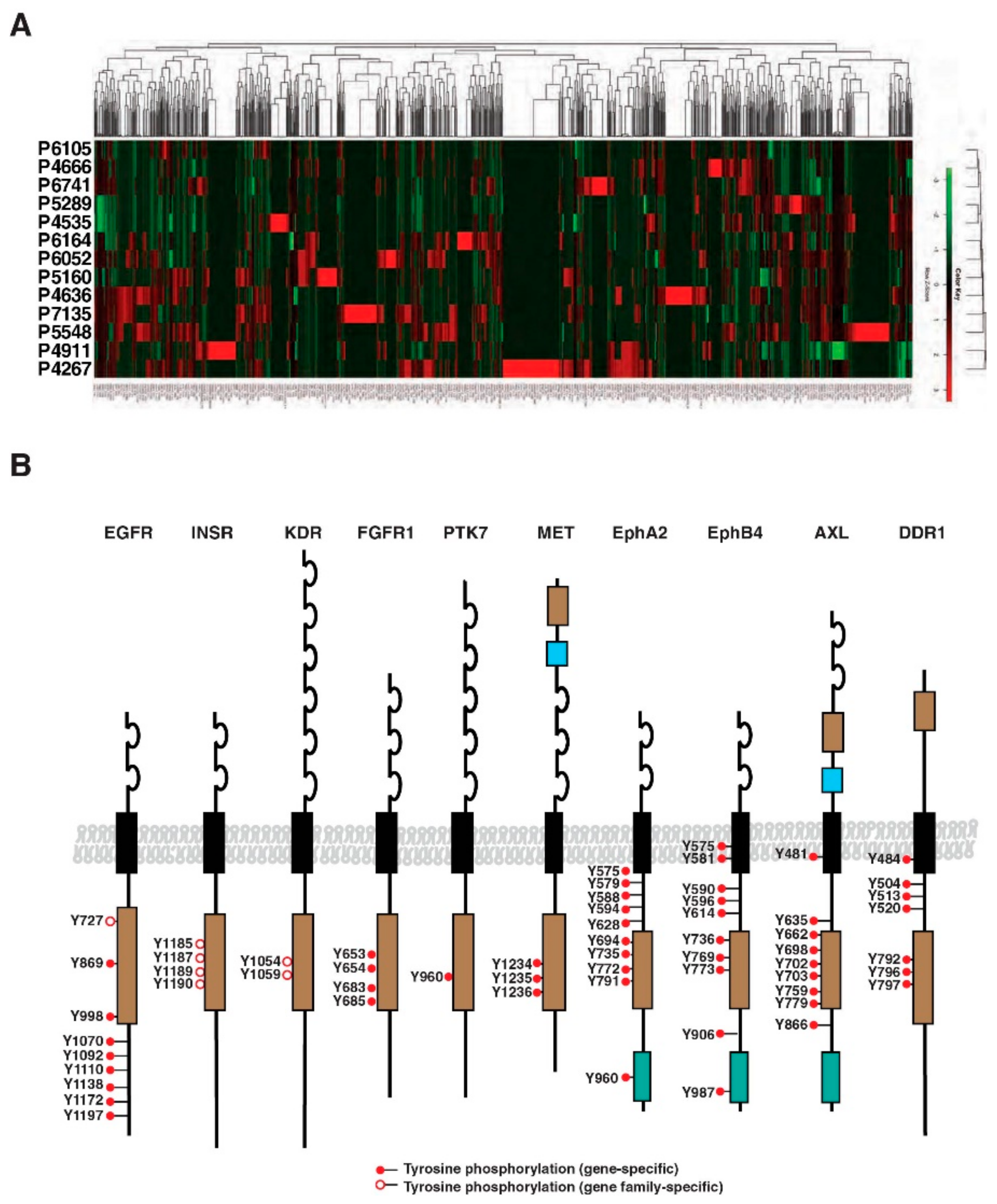 Cancers 13 03404 g003