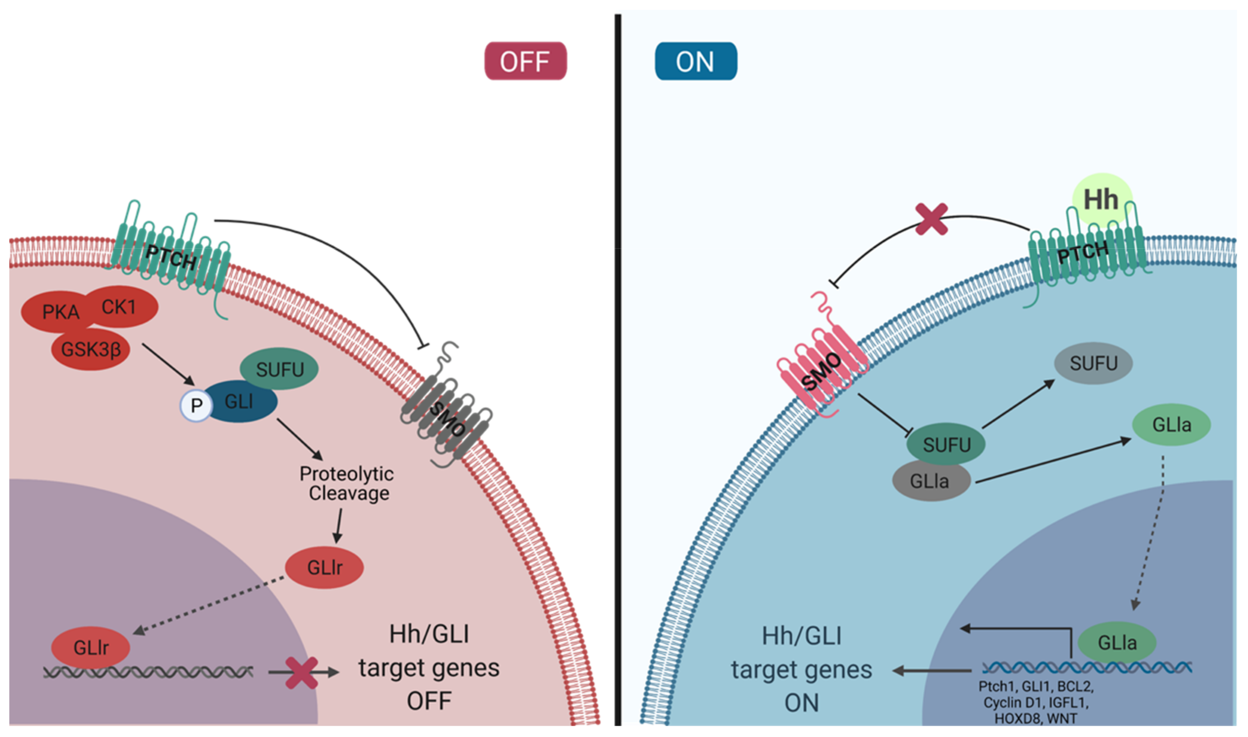 Cancers 13 03410 g001