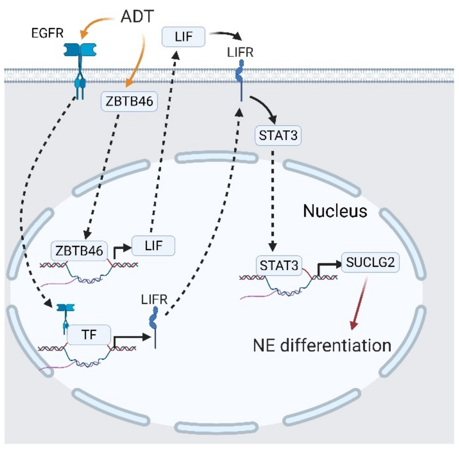 Cancers 13 03452 g010