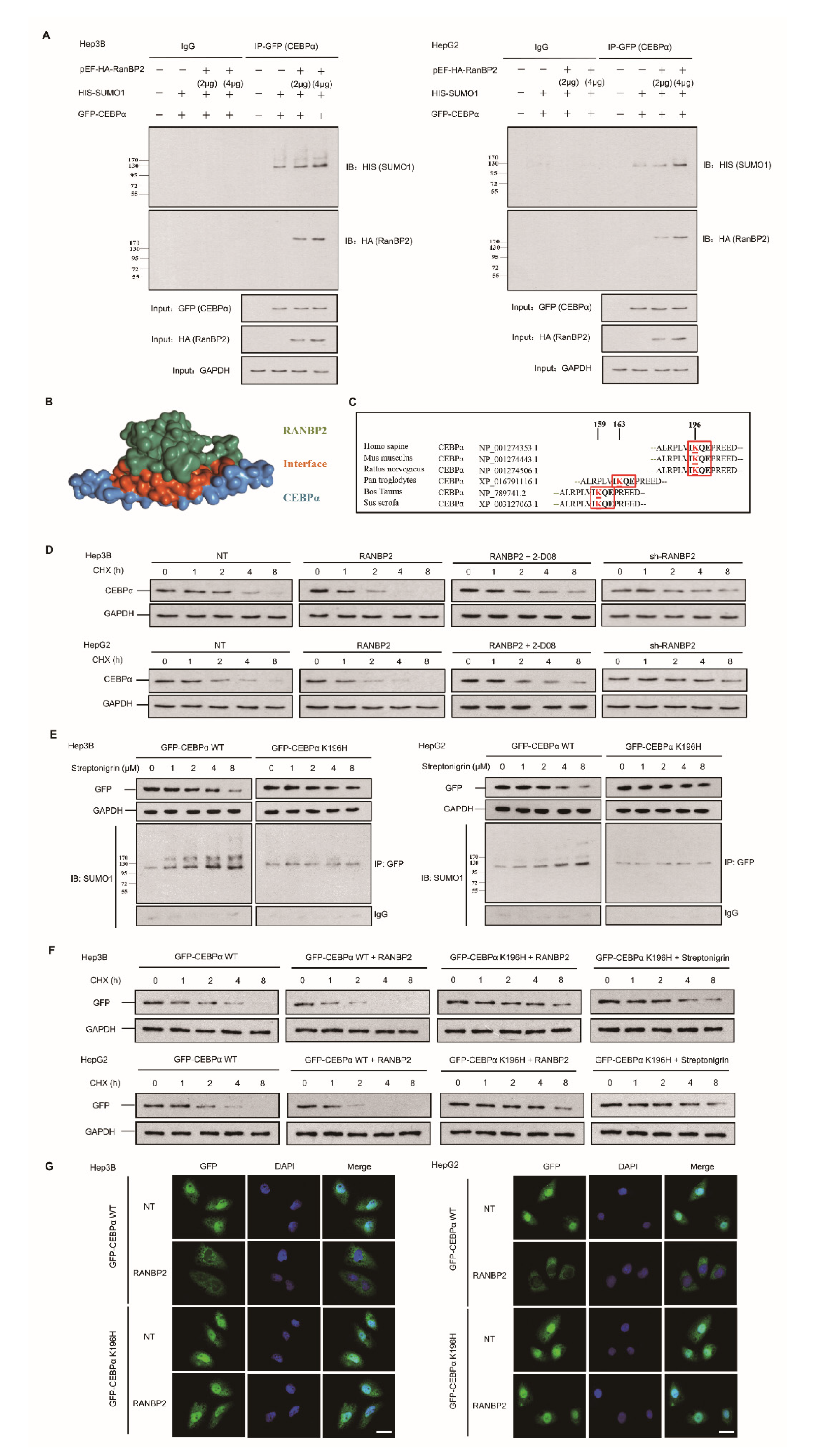 Cancers 13 03475 g003