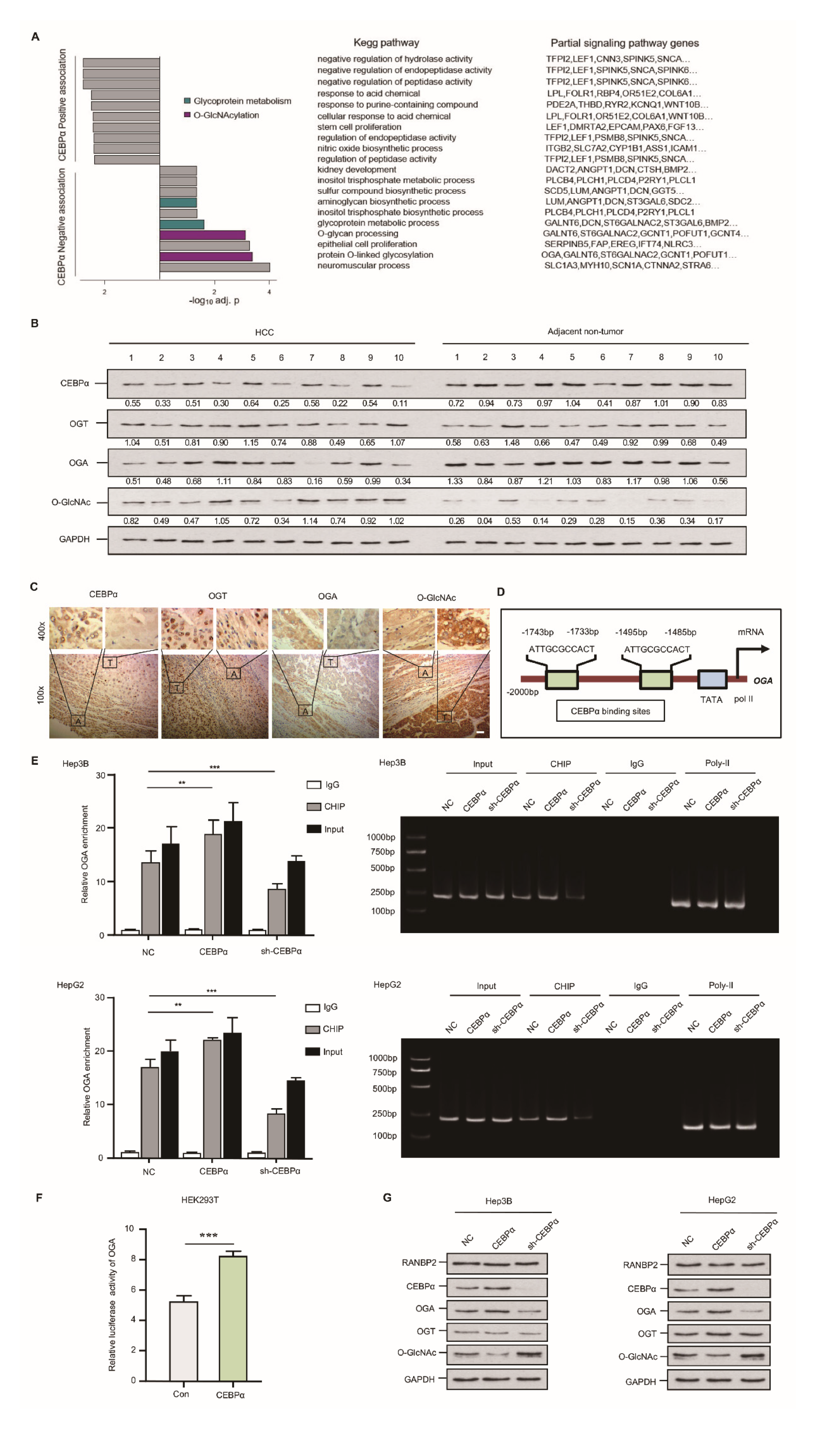 Cancers 13 03475 g004