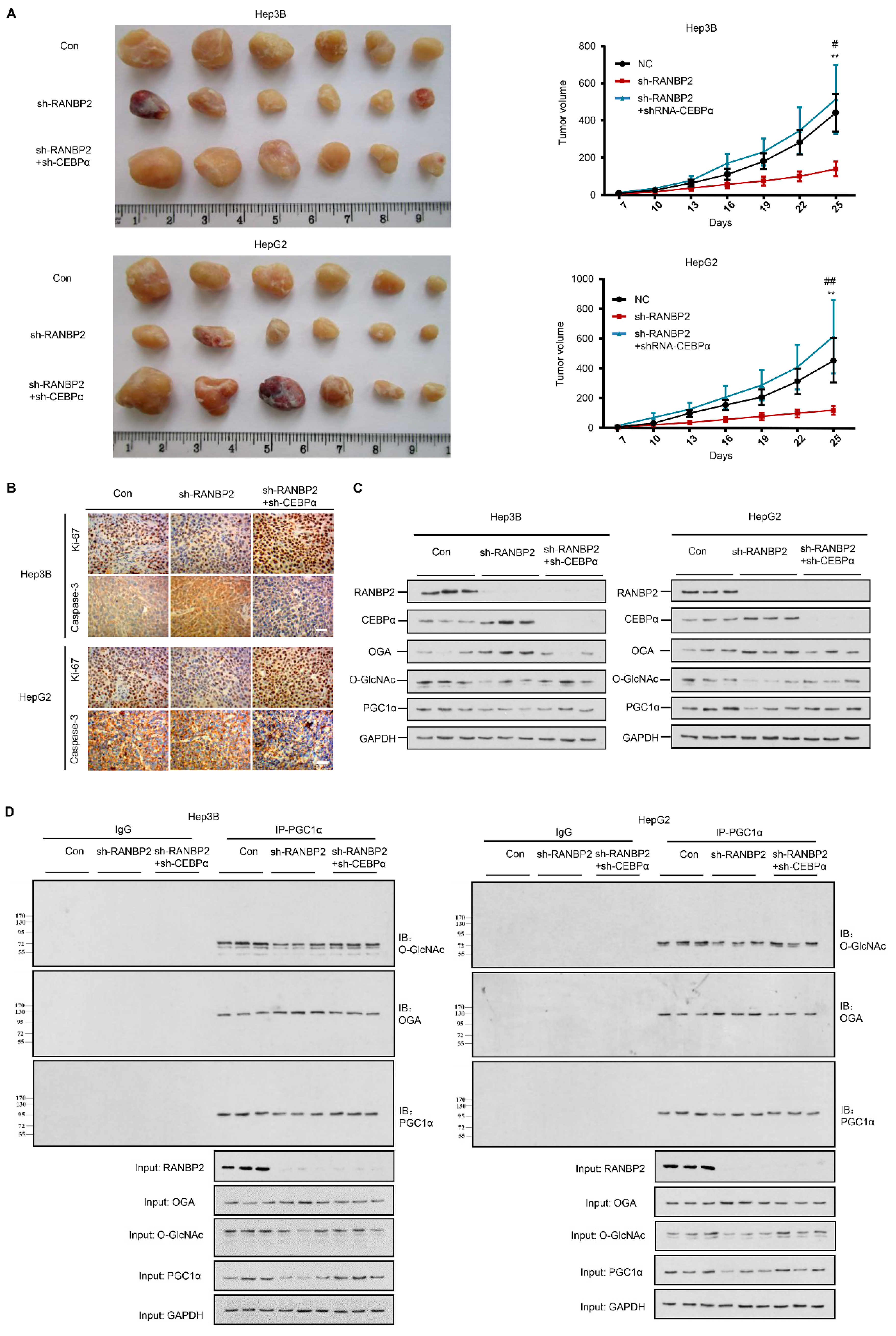 Cancers 13 03475 g006
