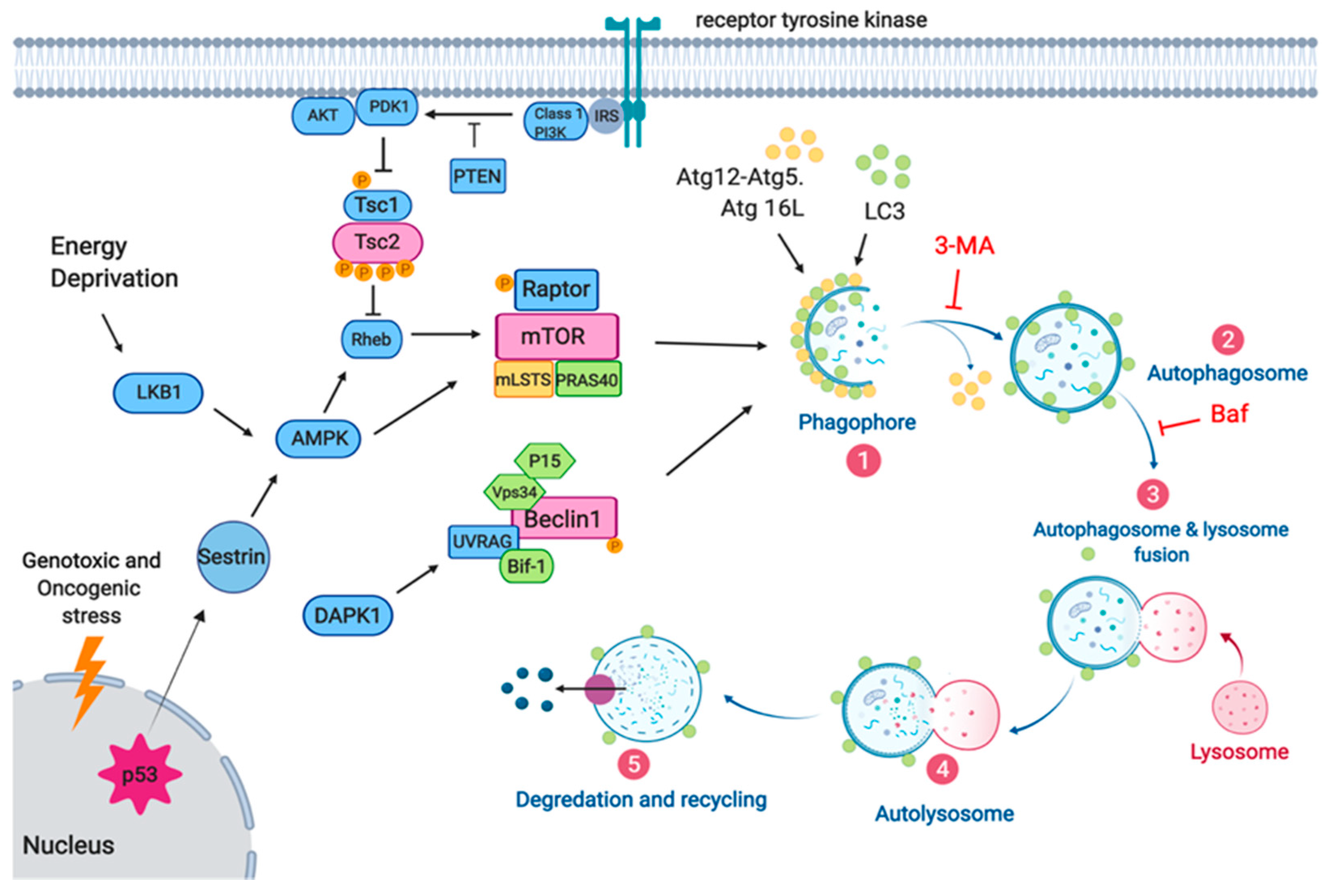 Cancers 13 03482 g001