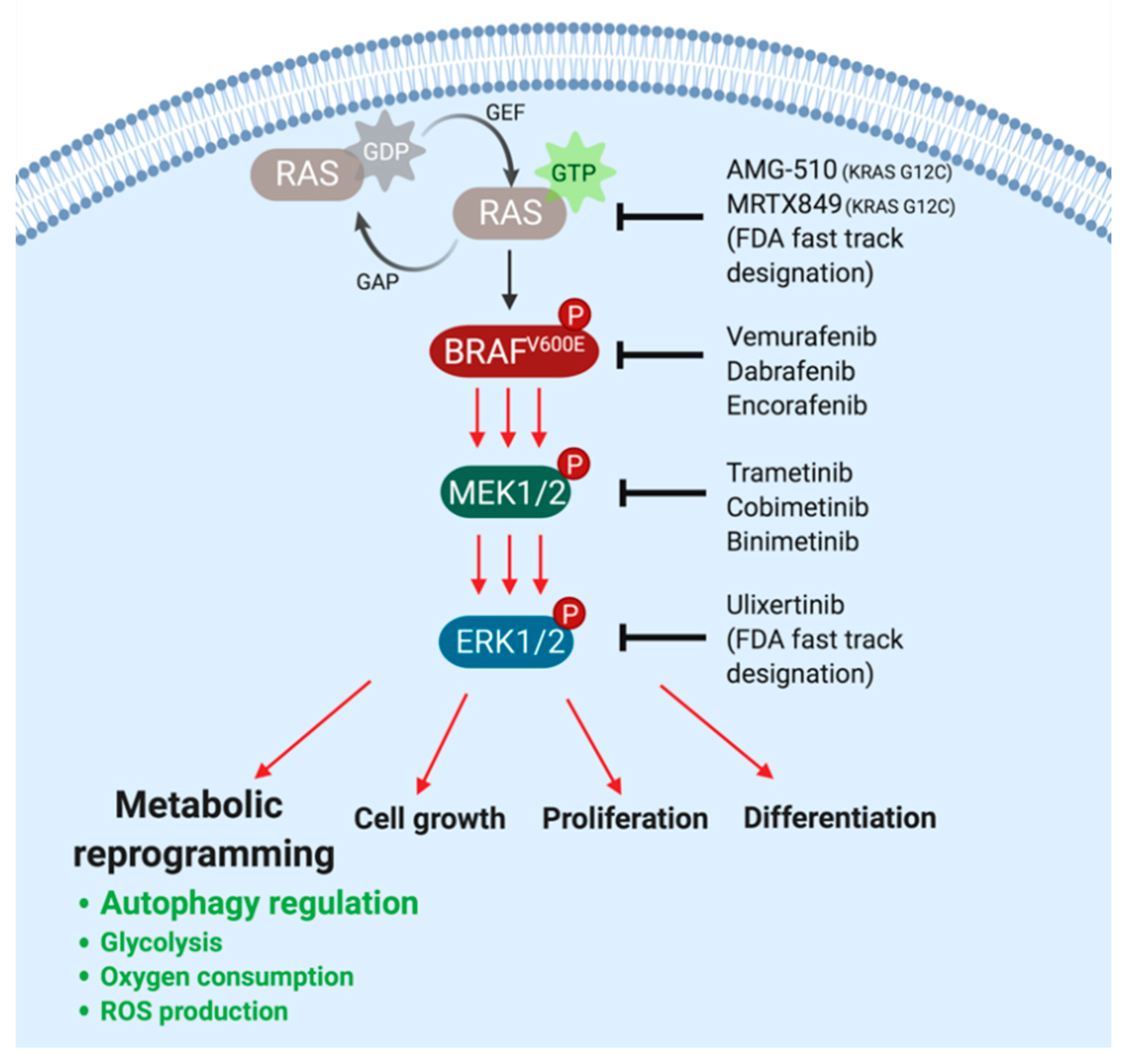 Cancers 13 03498 g001