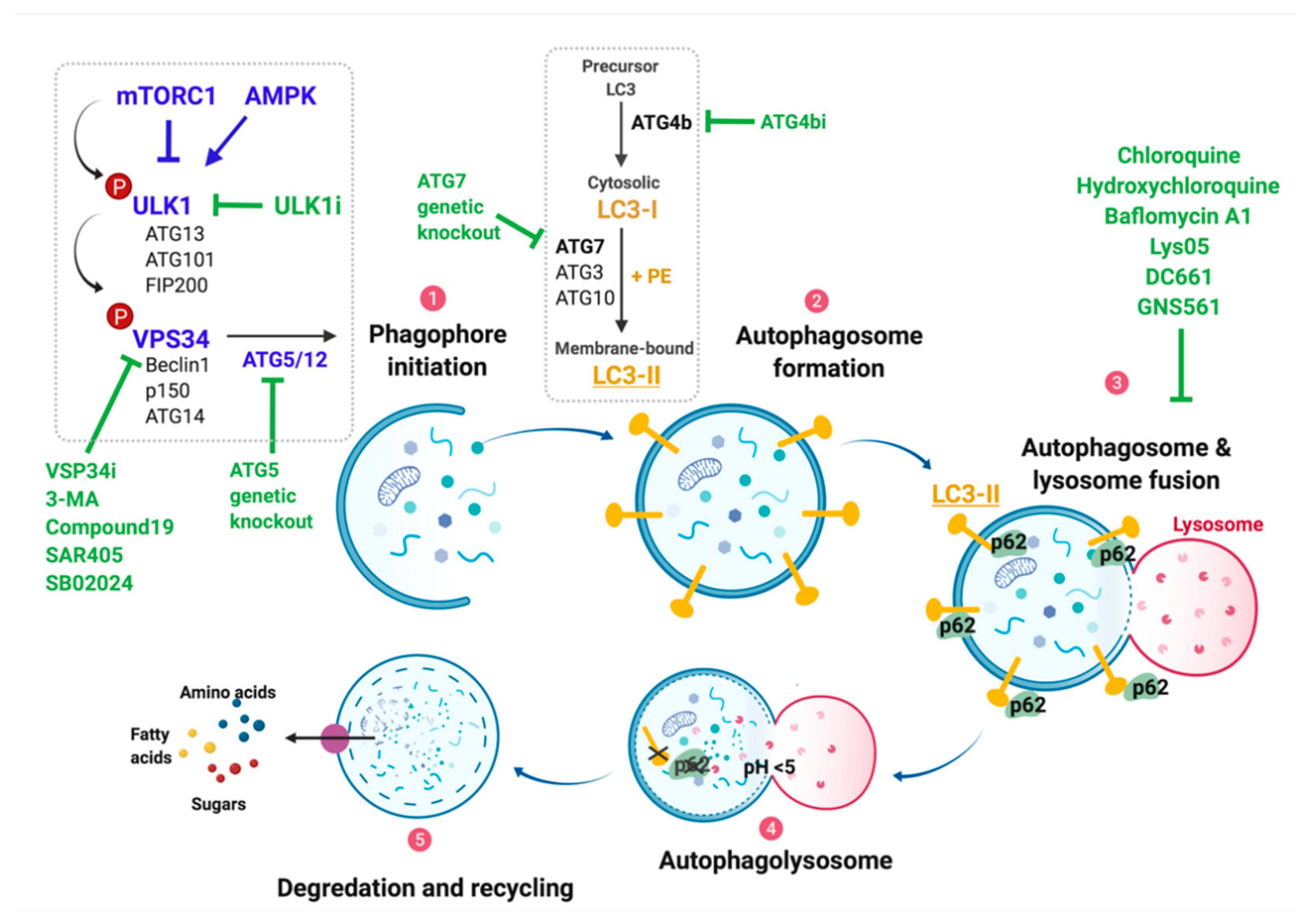 Cancers 13 03498 g002