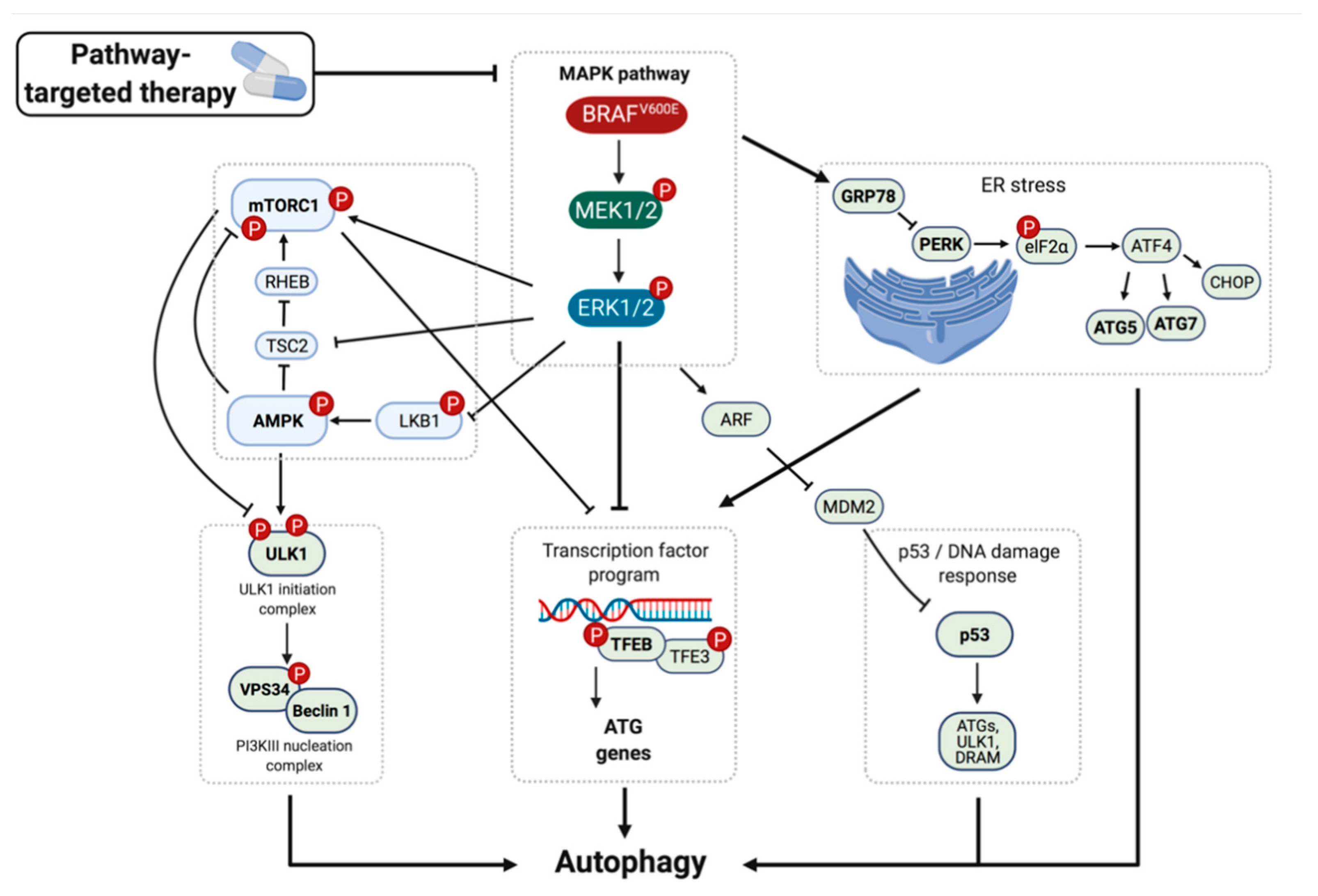 Cancers 13 03498 g003