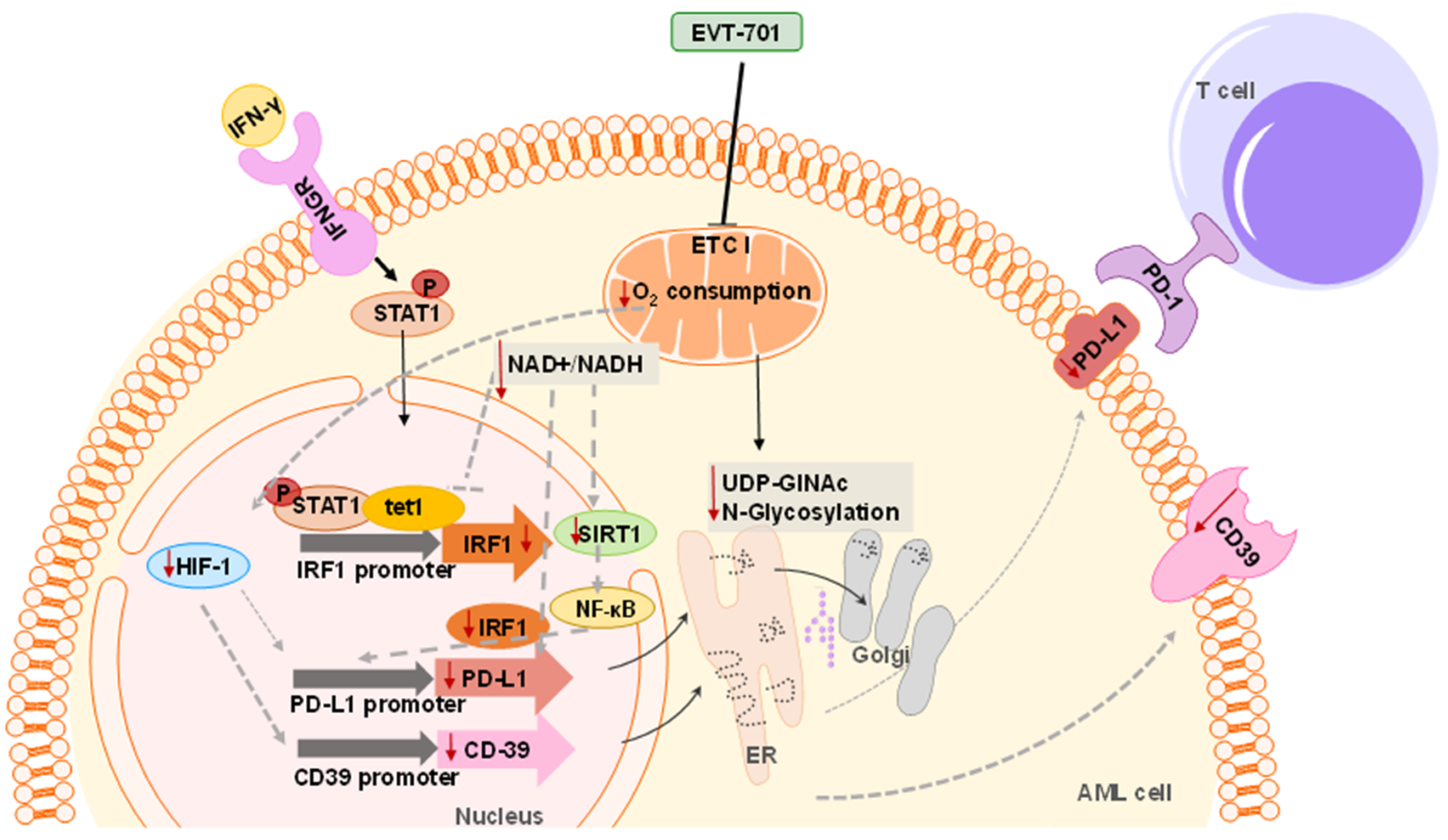 Cancers 13 03499 g005