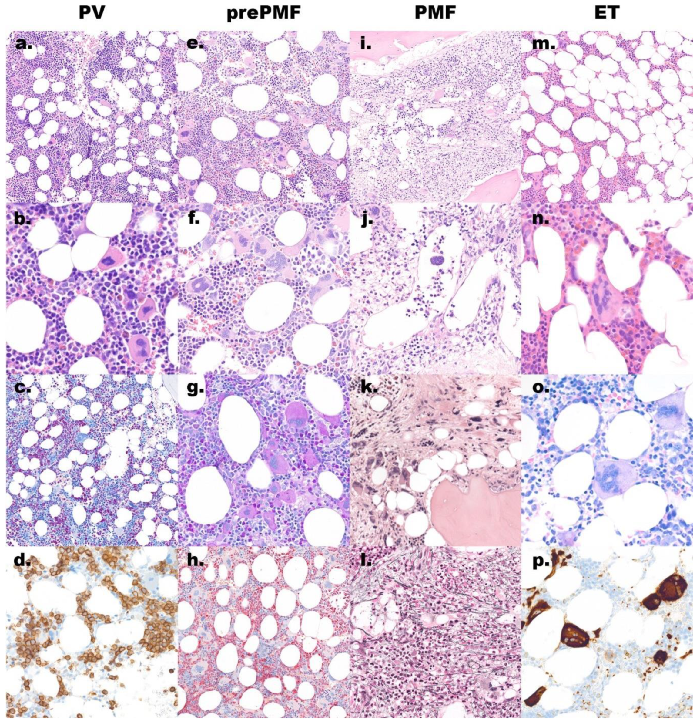 Cancers 13 03528 g001