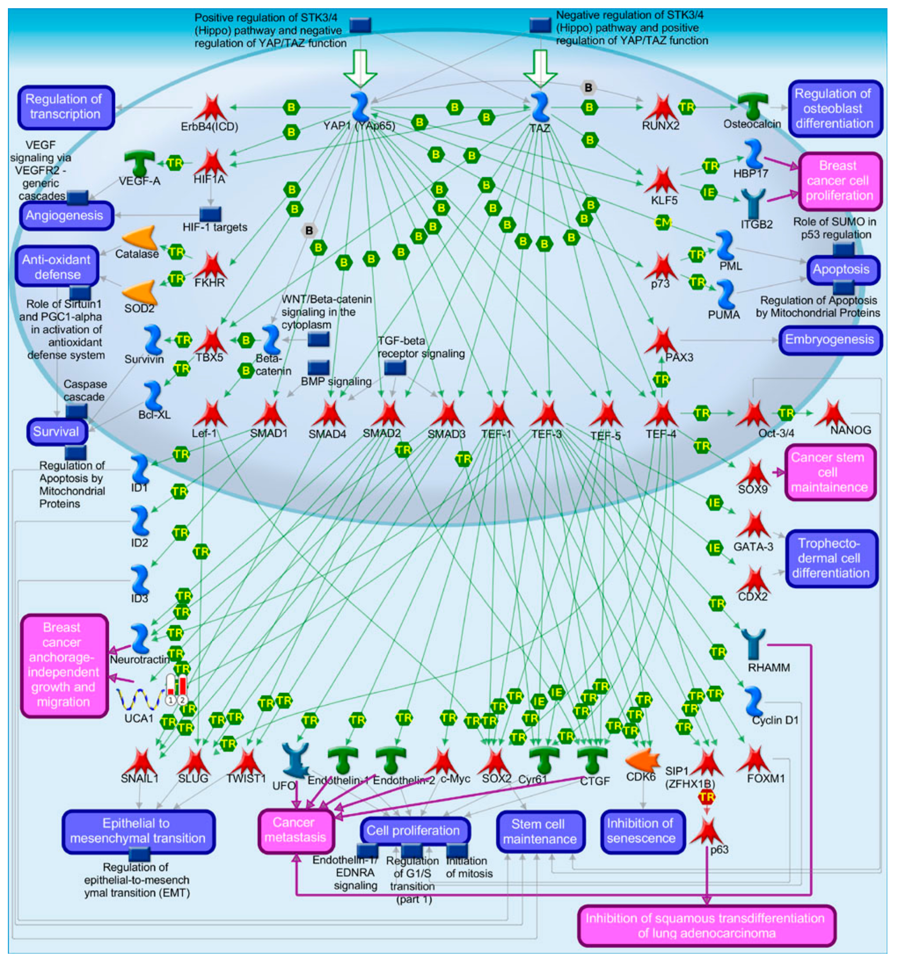 Cancers 13 03530 g005