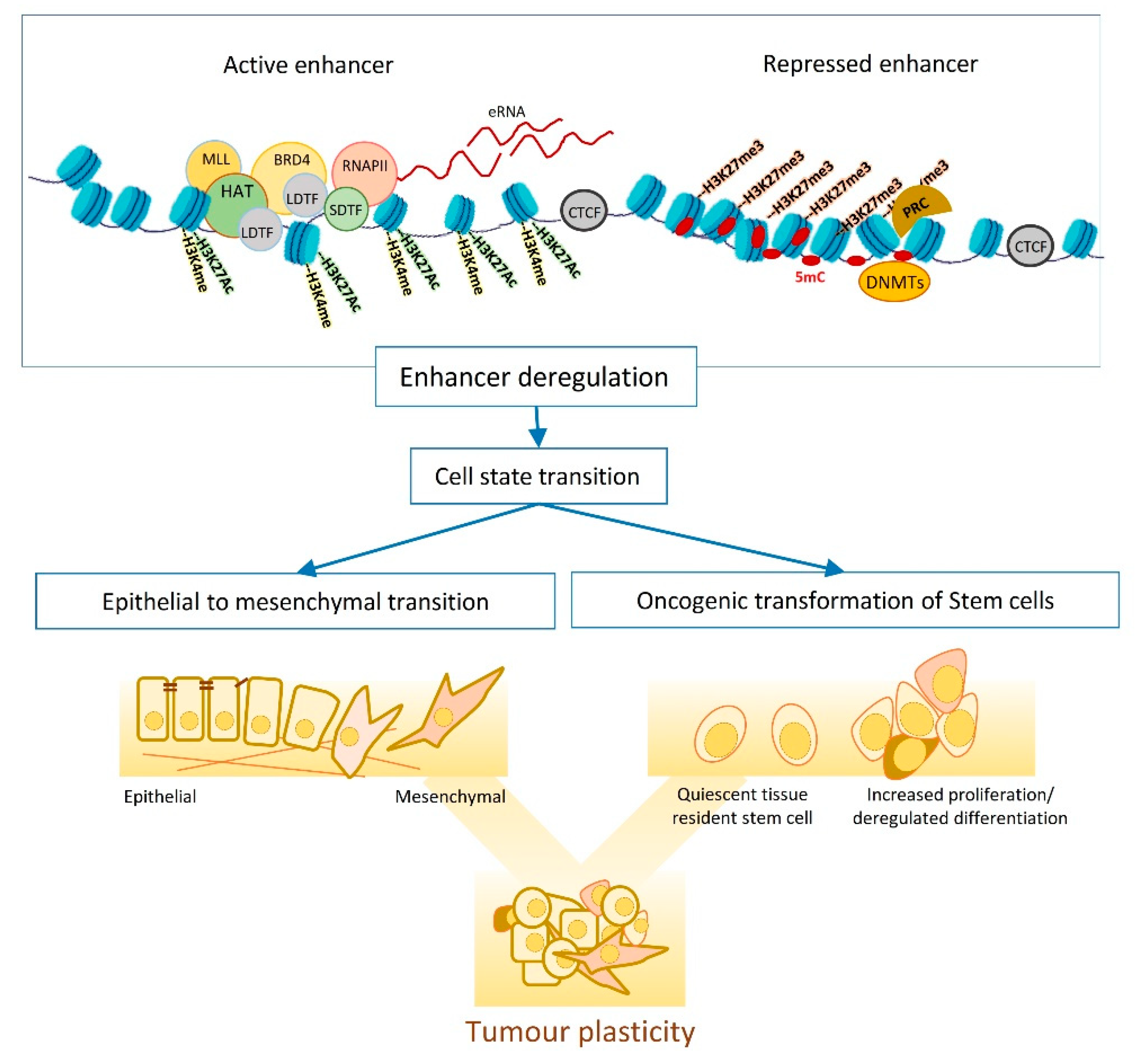 Cancers 13 03532 g001