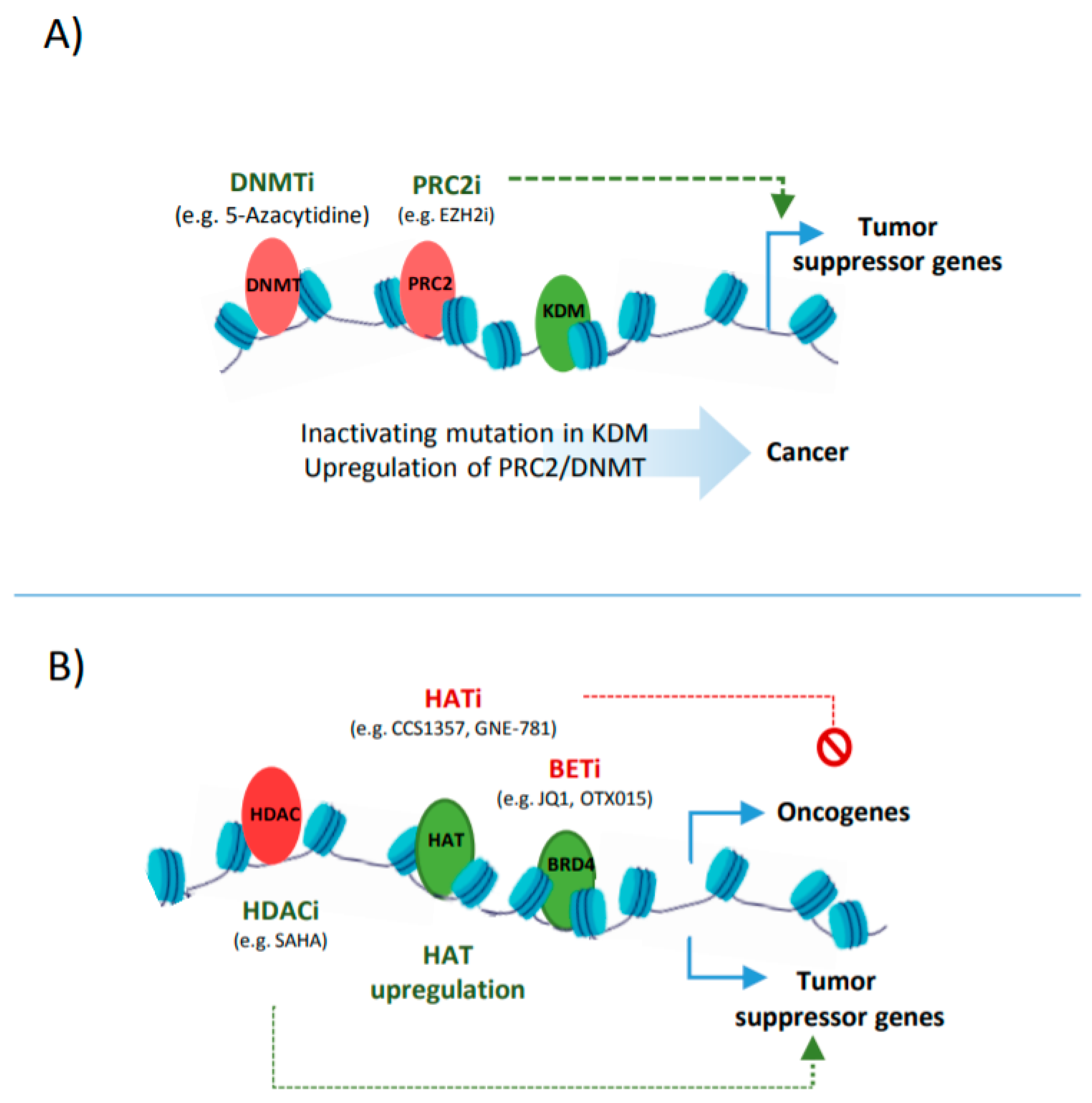 Cancers 13 03532 g003