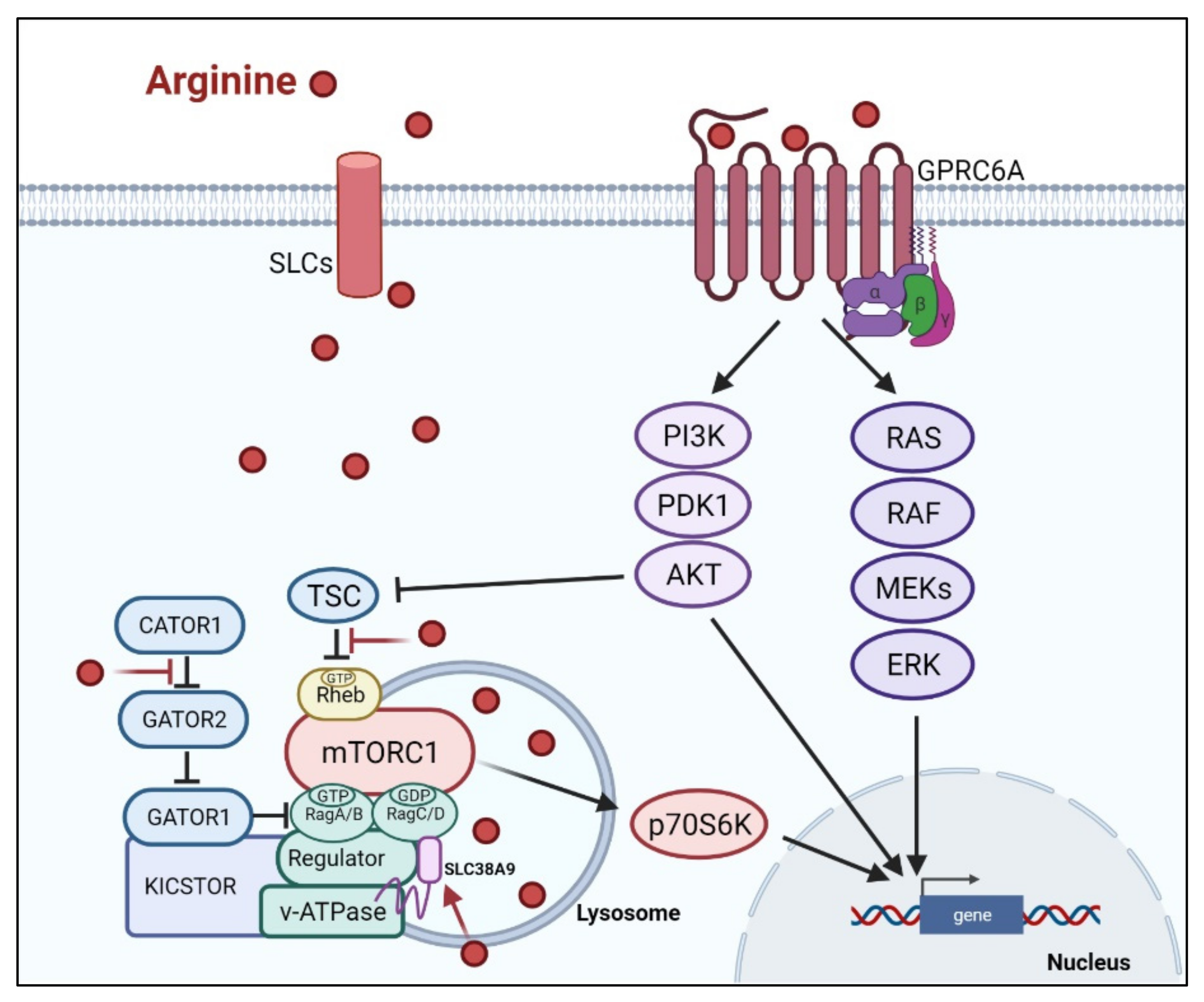 Cancers 13 03541 g002