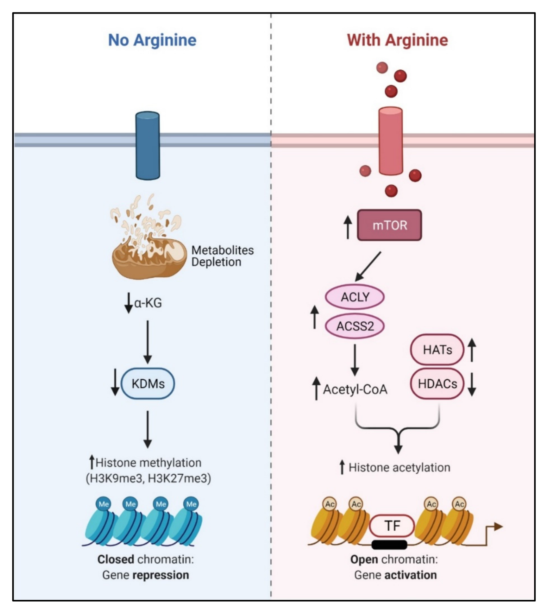 Cancers 13 03541 g004