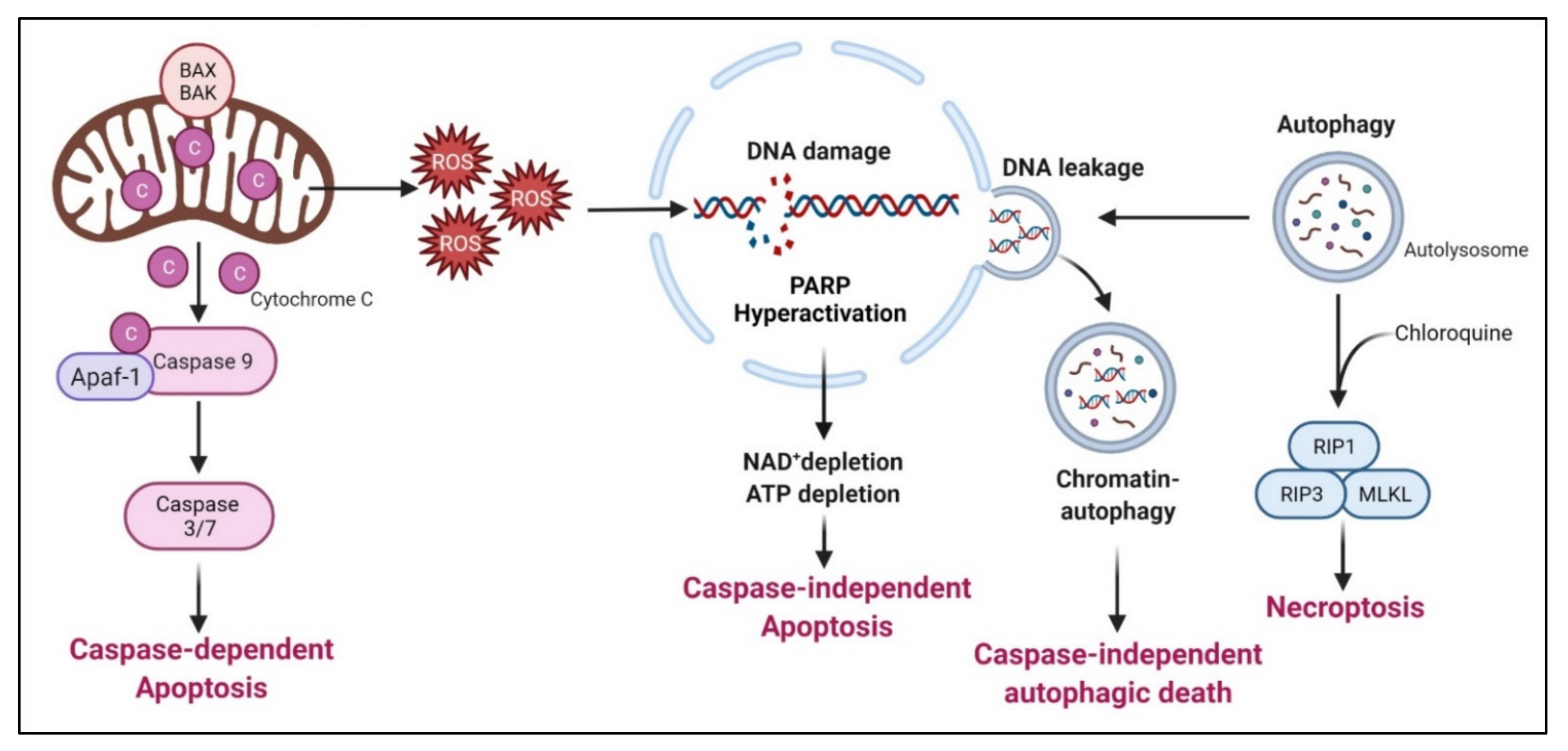 Cancers 13 03541 g005