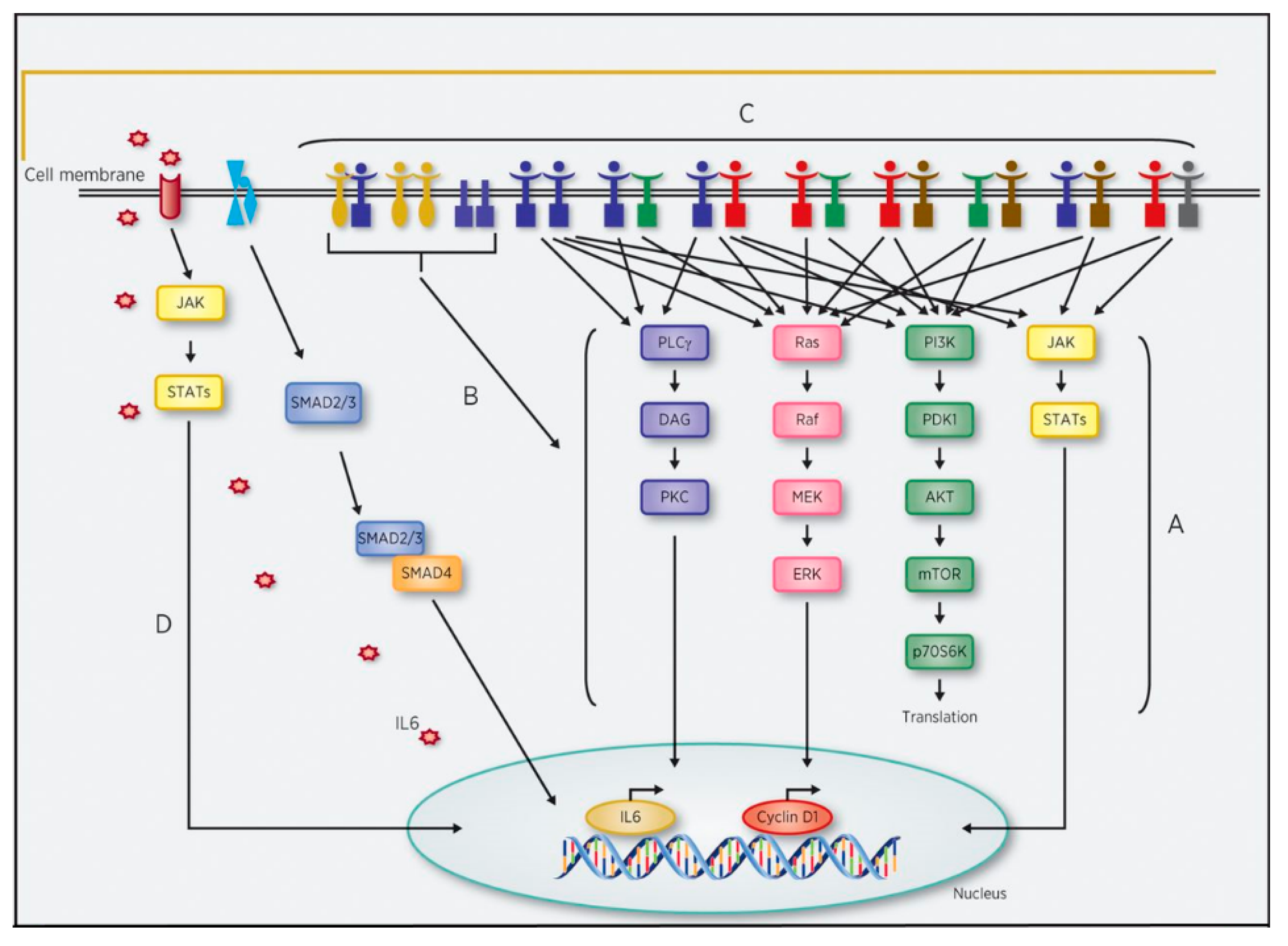 Cancers 13 03545 g001