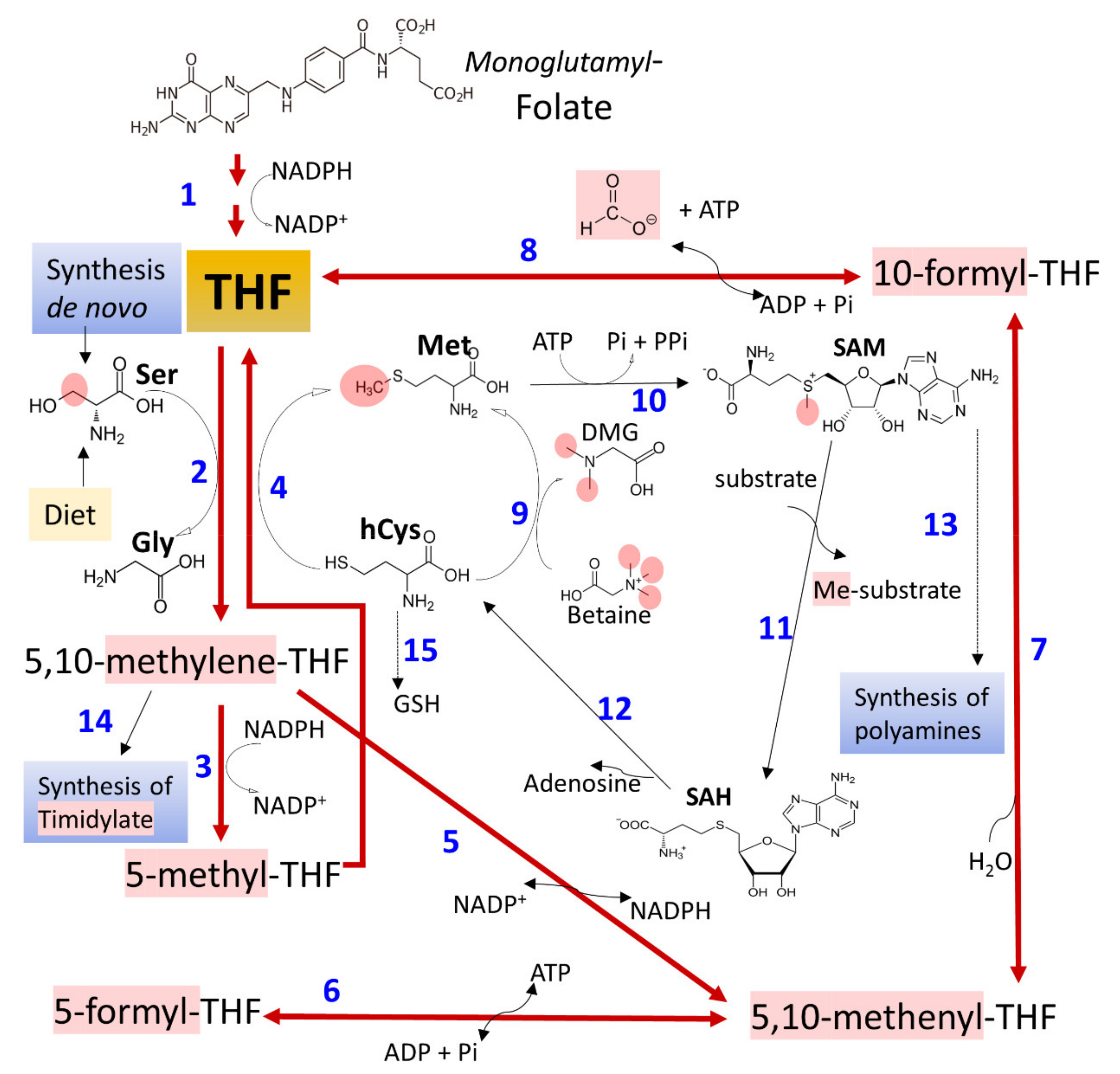 Cancers 13 03548 g004