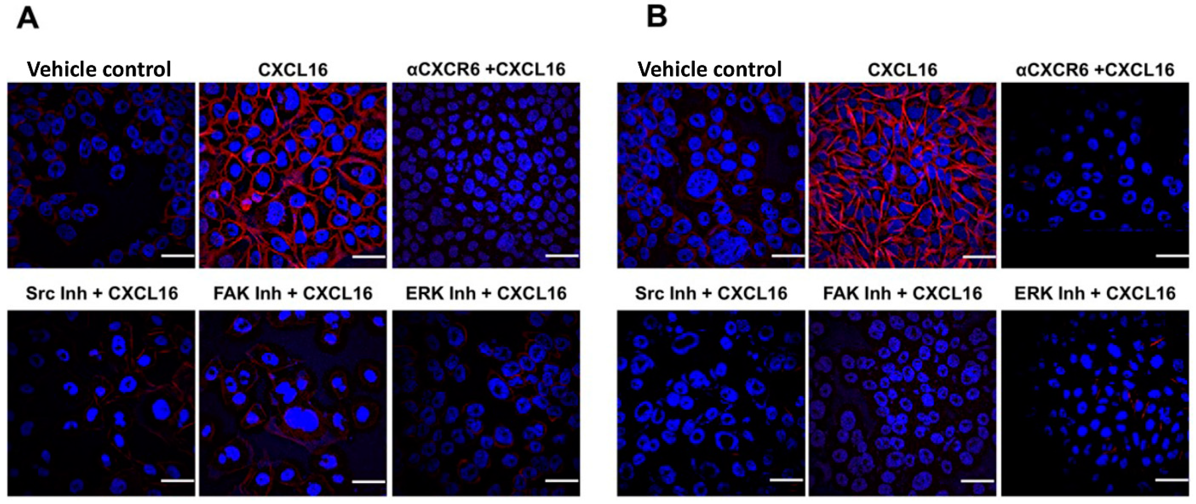 Cancers 13 03568 g005 Cancers 13 03568 g005
