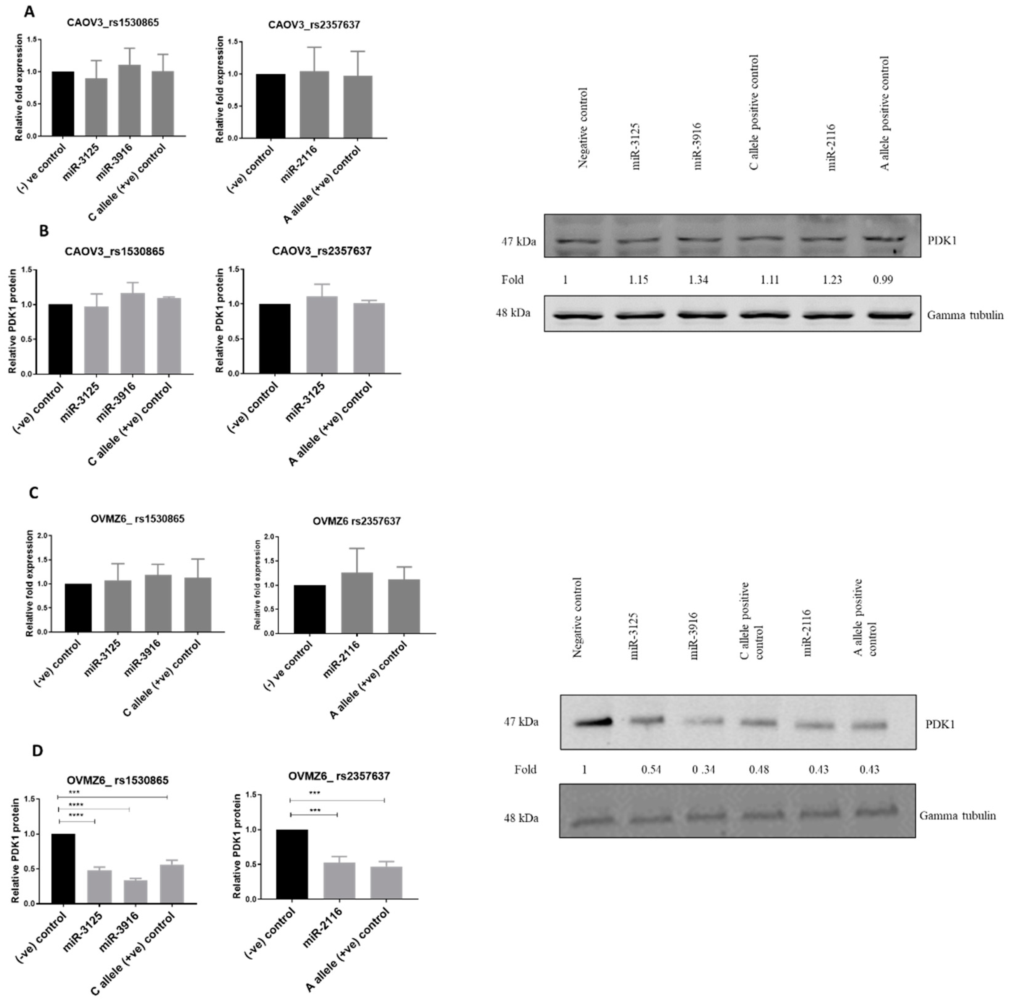 Cancers 13 03582 g006 Cancers 13 03582 g006