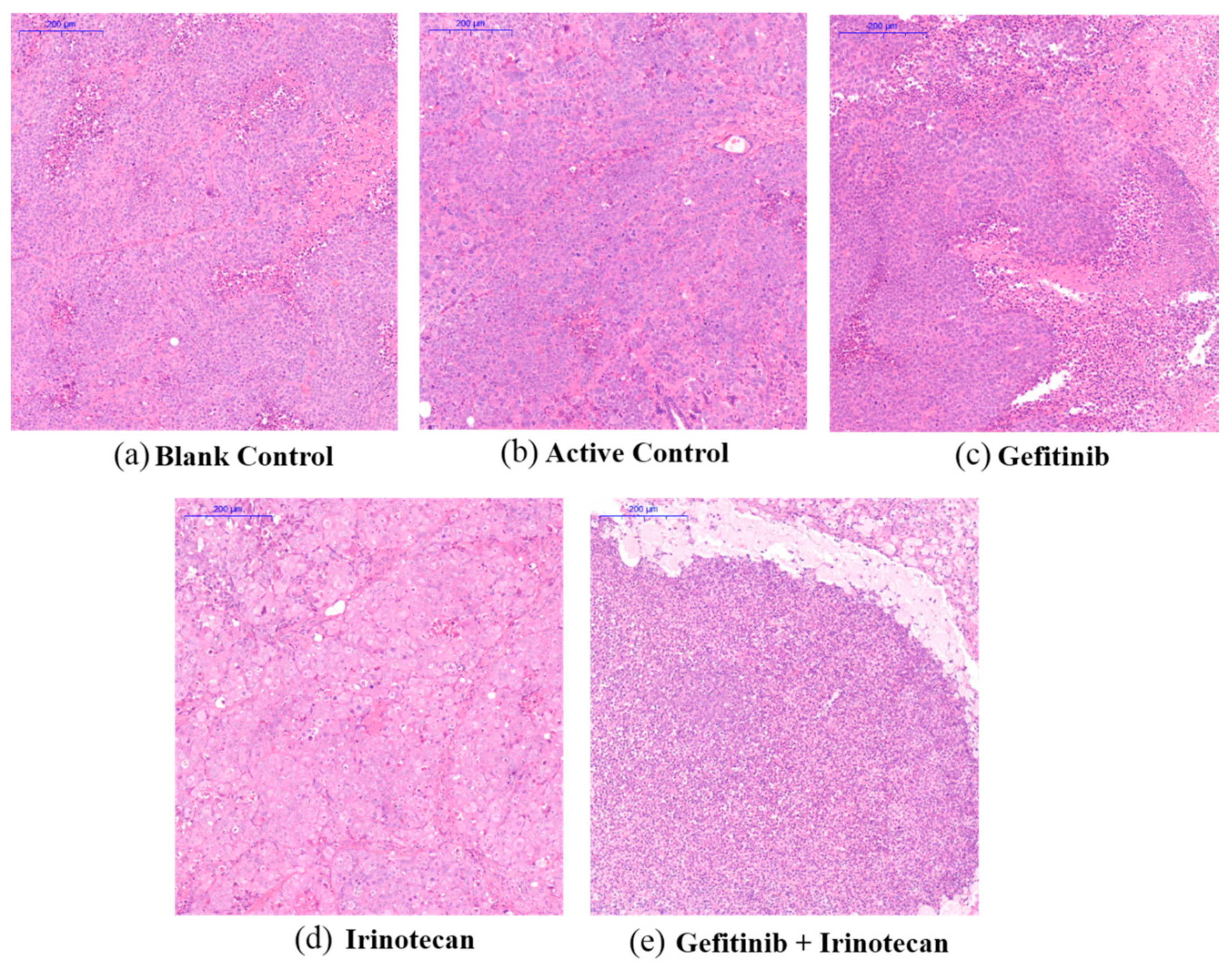 Cancers 13 03586 g007