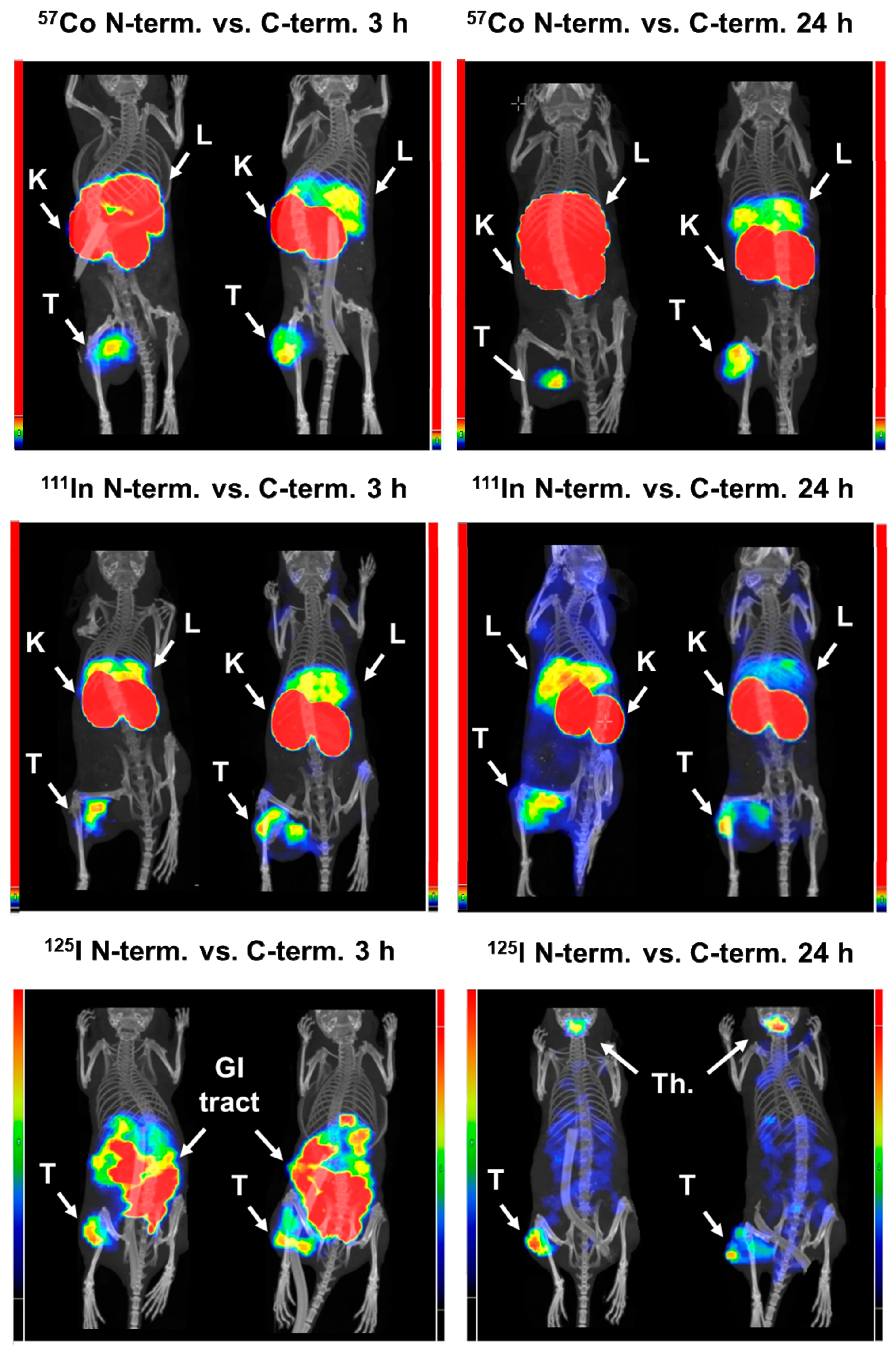 Cancers 13 03589 g007