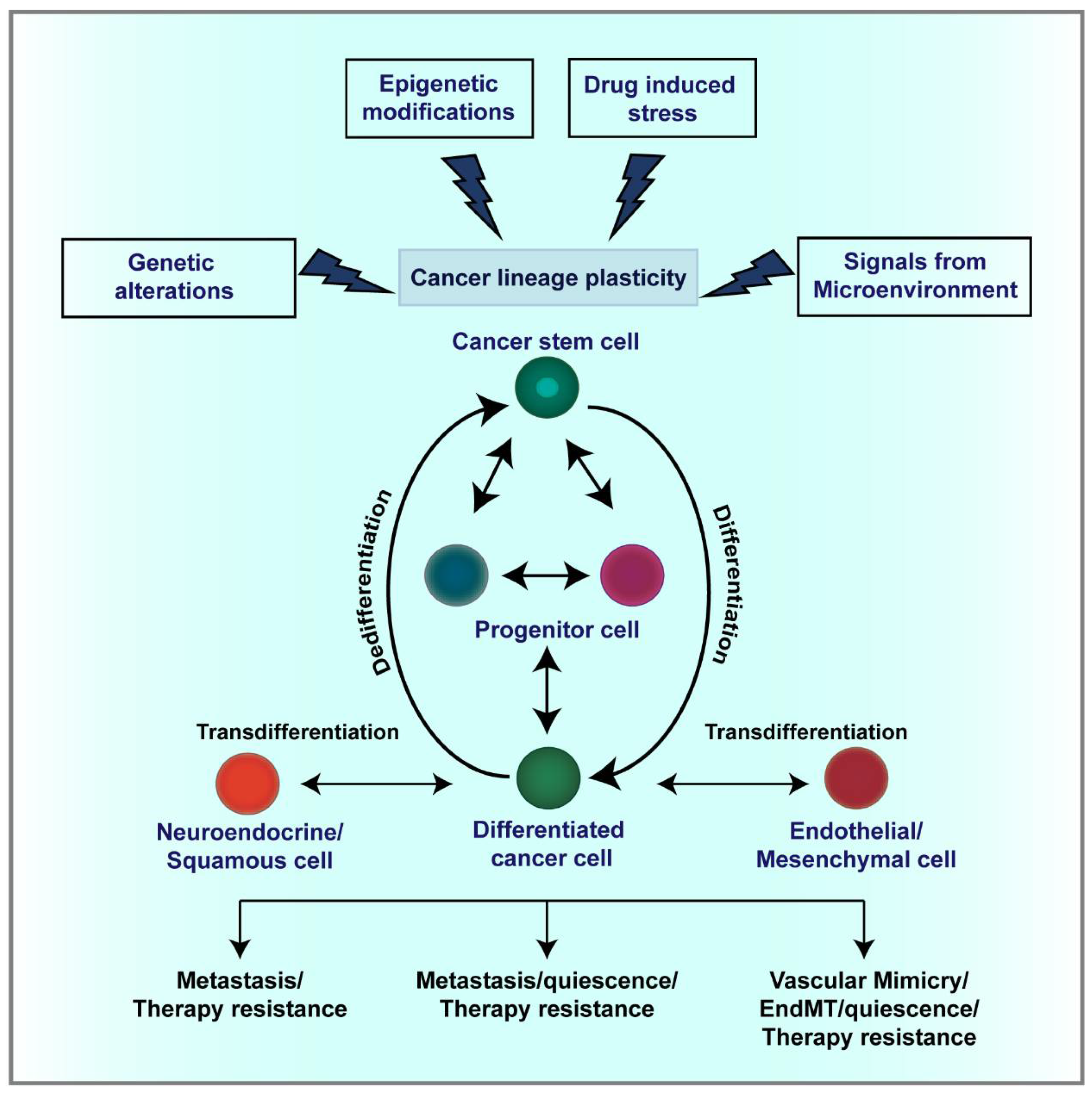 Cancers 13 03602 g001