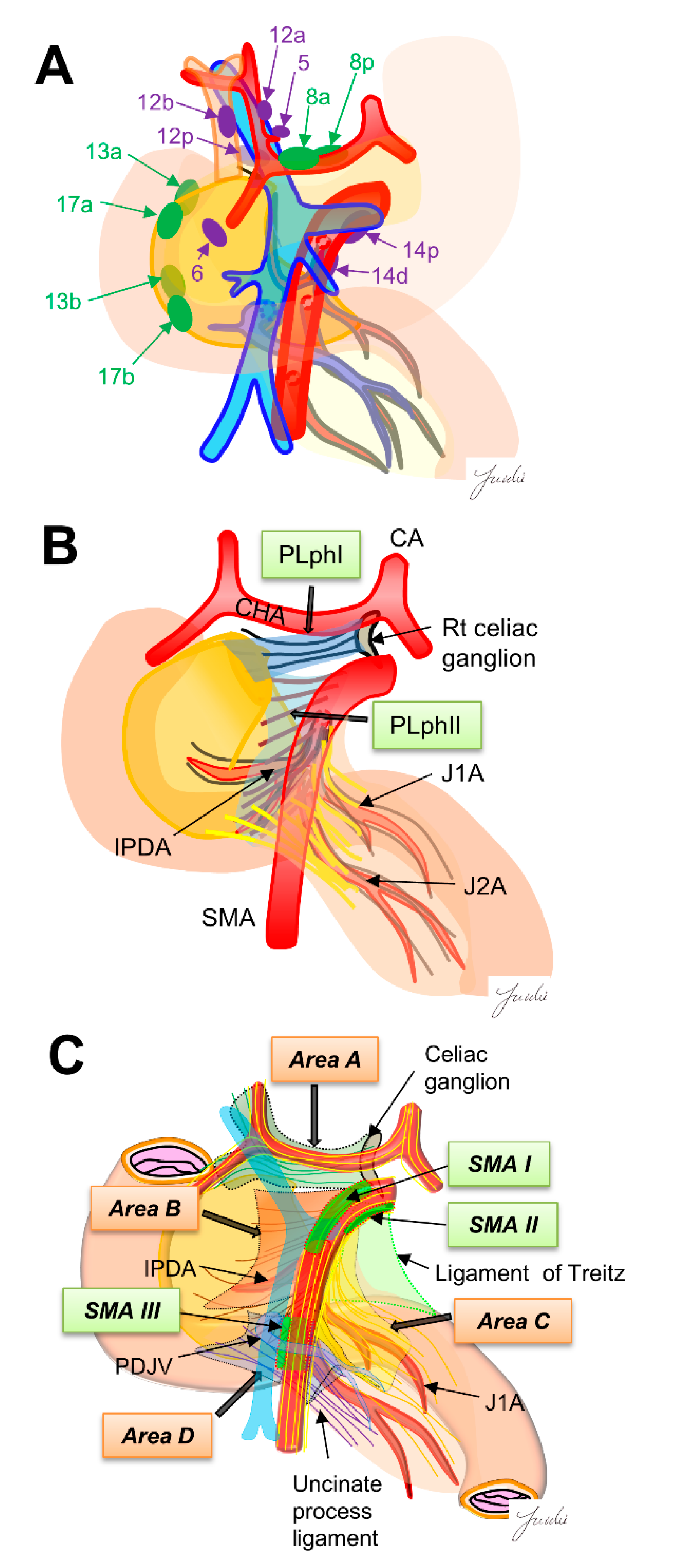Cancers 13 03605 g001
