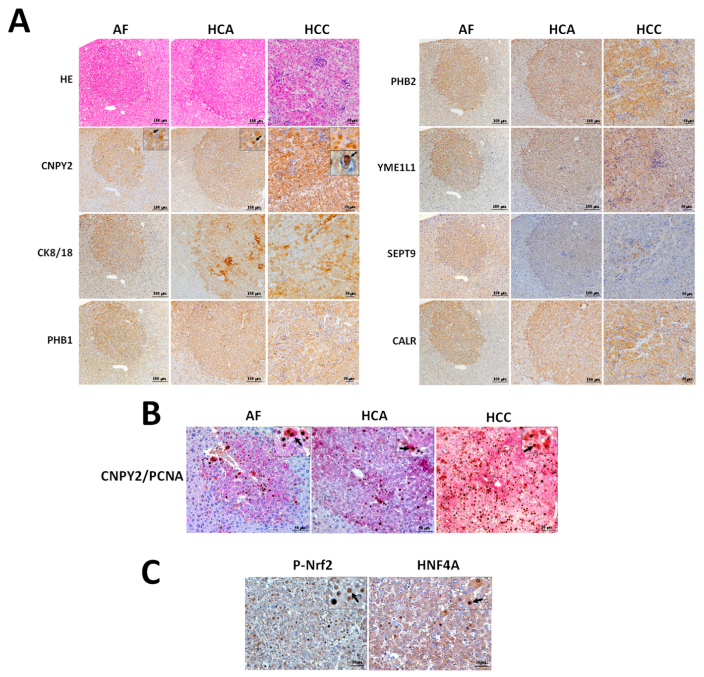 Cancers 13 03613 g002
