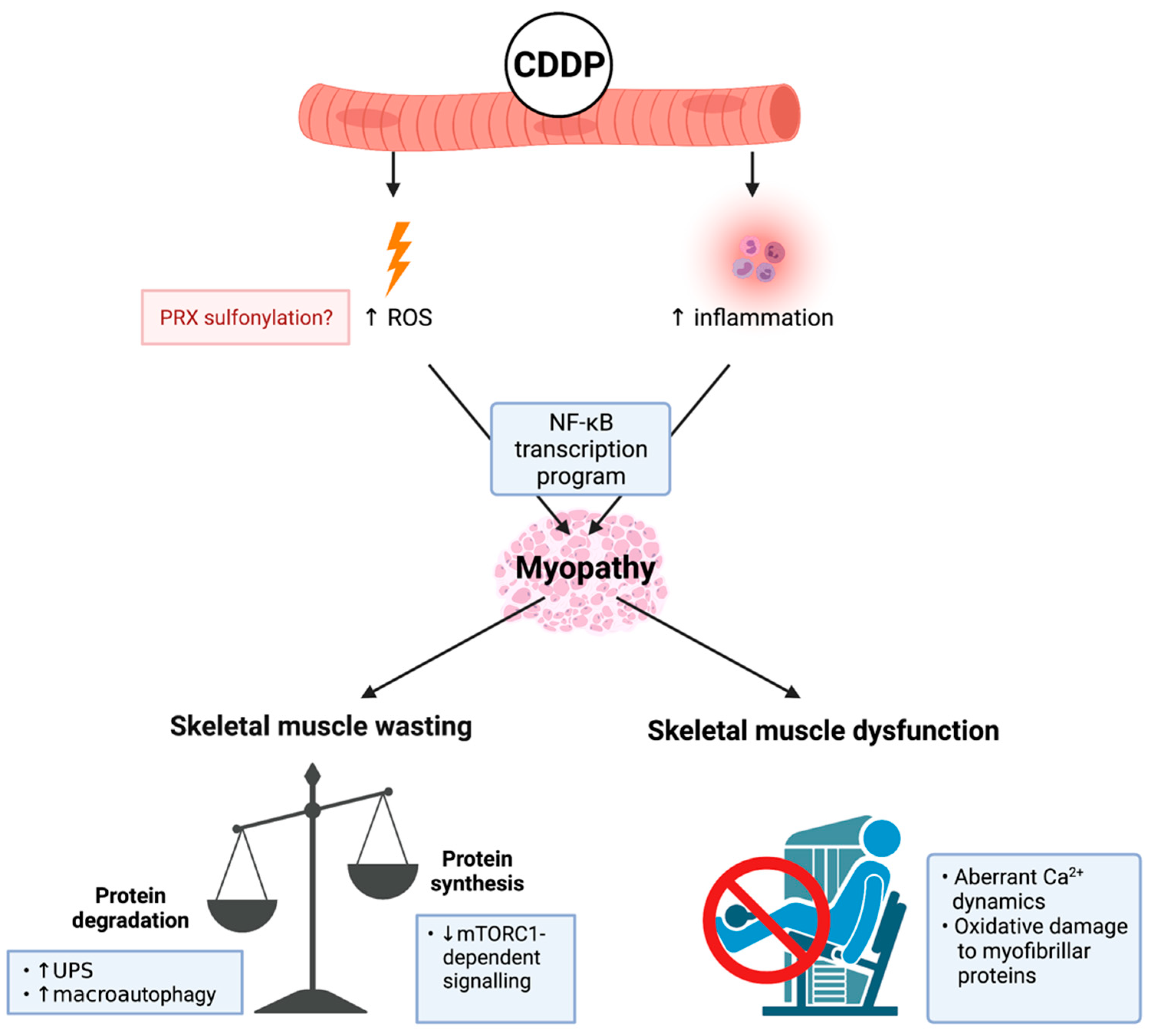 Cancers 13 03615 g002 Cancers 13 03615 g002