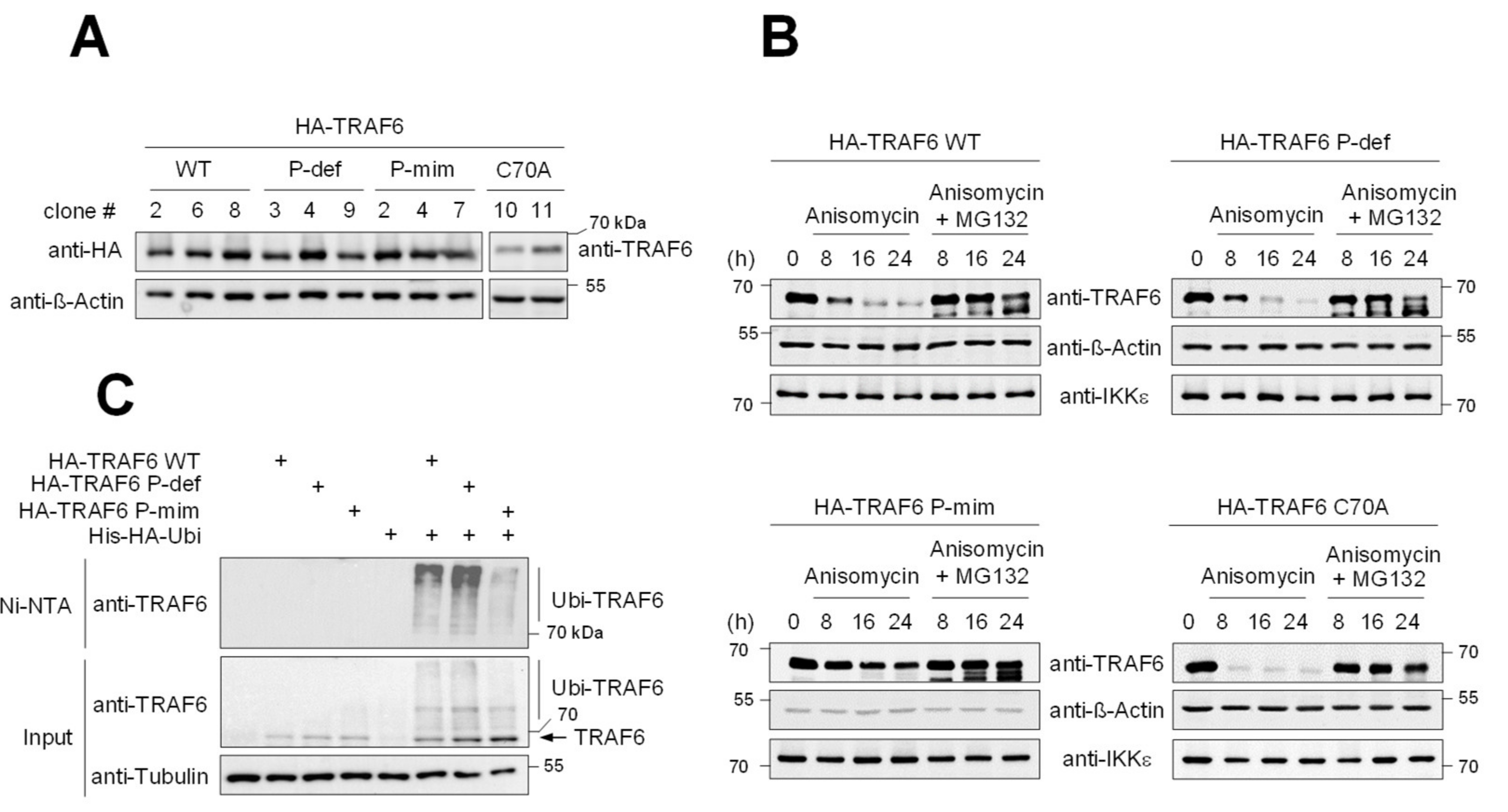 Cancers 13 03618 g003
