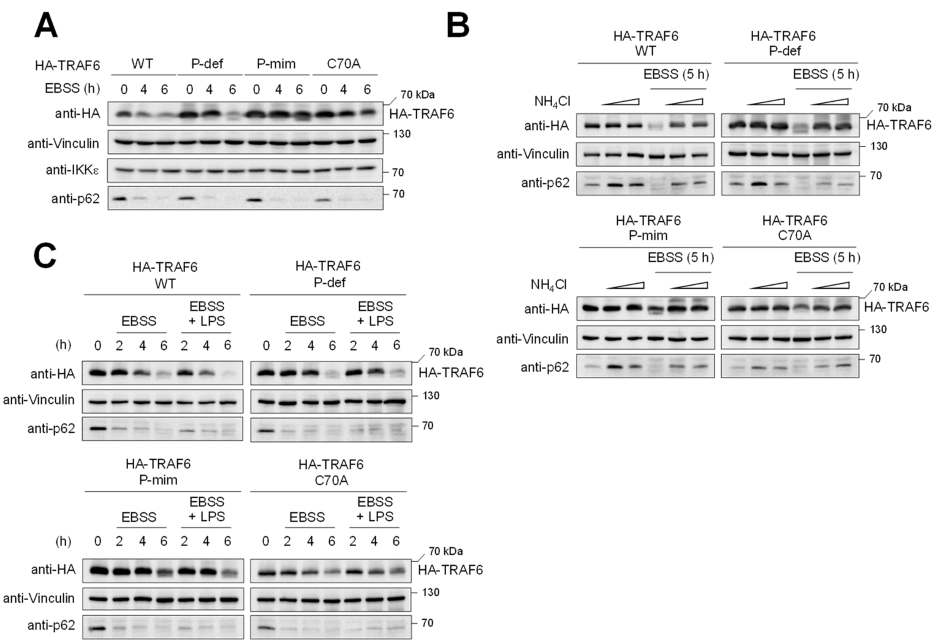 Cancers 13 03618 g005