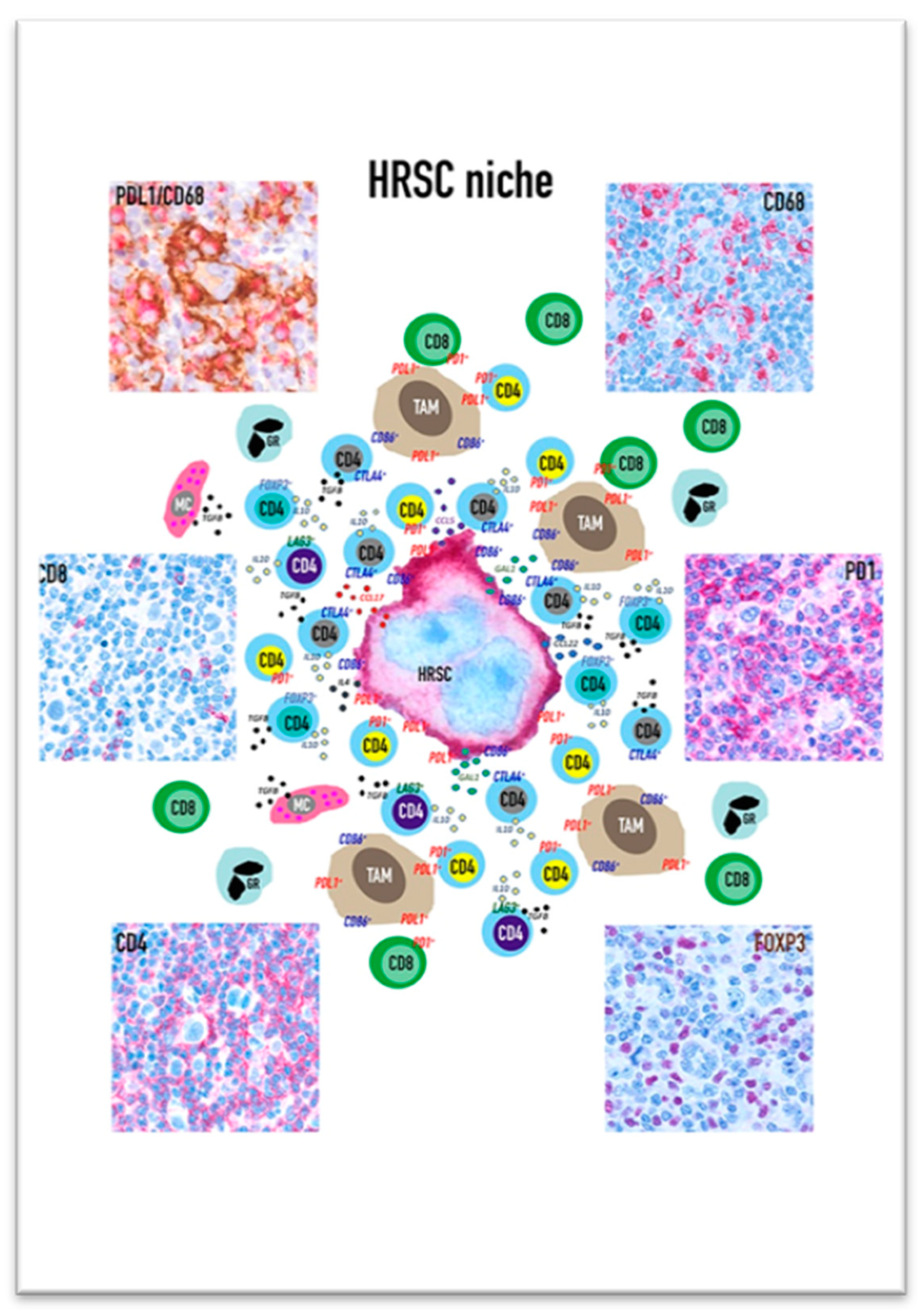 Cancers 13 03634 g001 Cancers 13 03634 g001