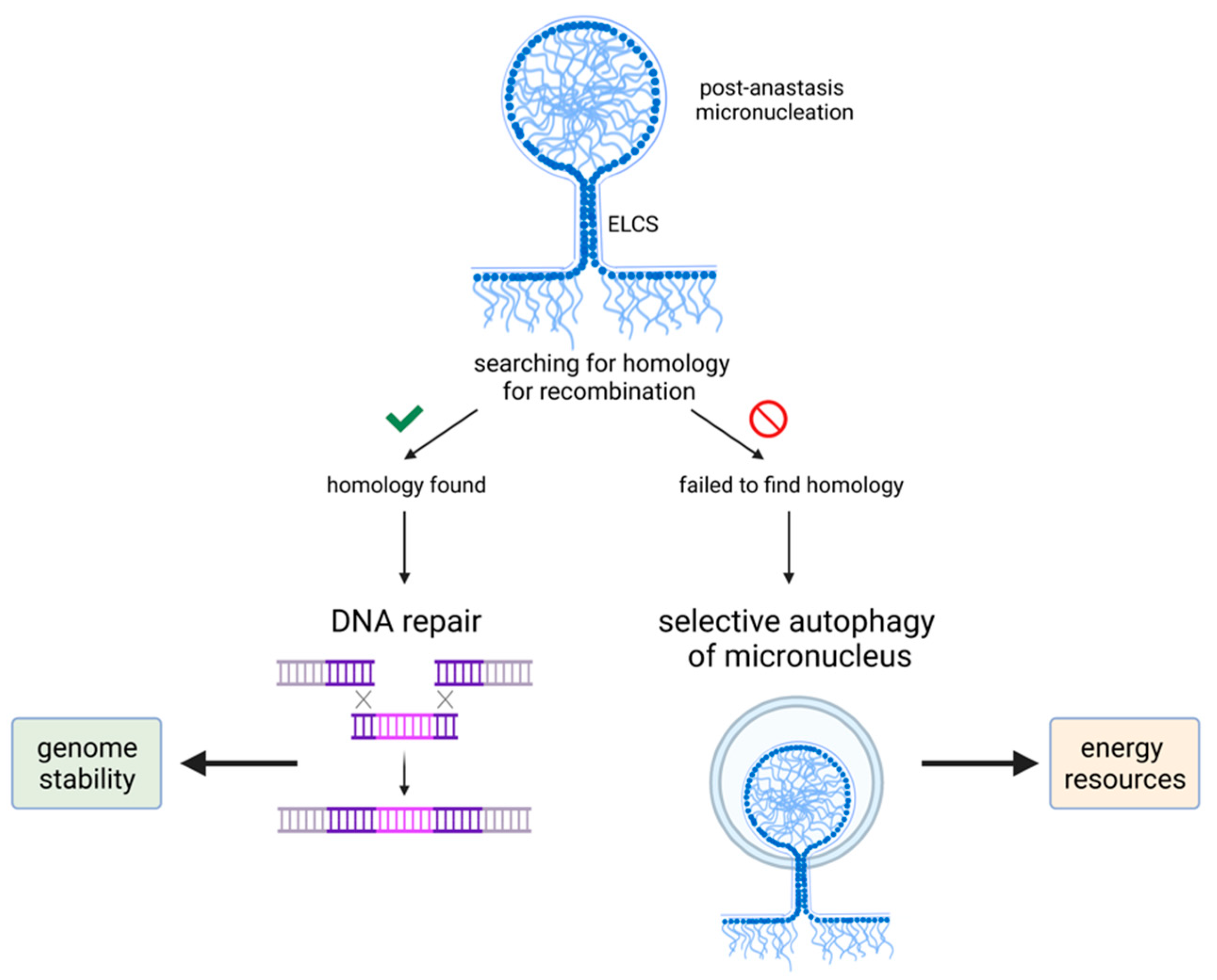 Cancers 13 03671 g003