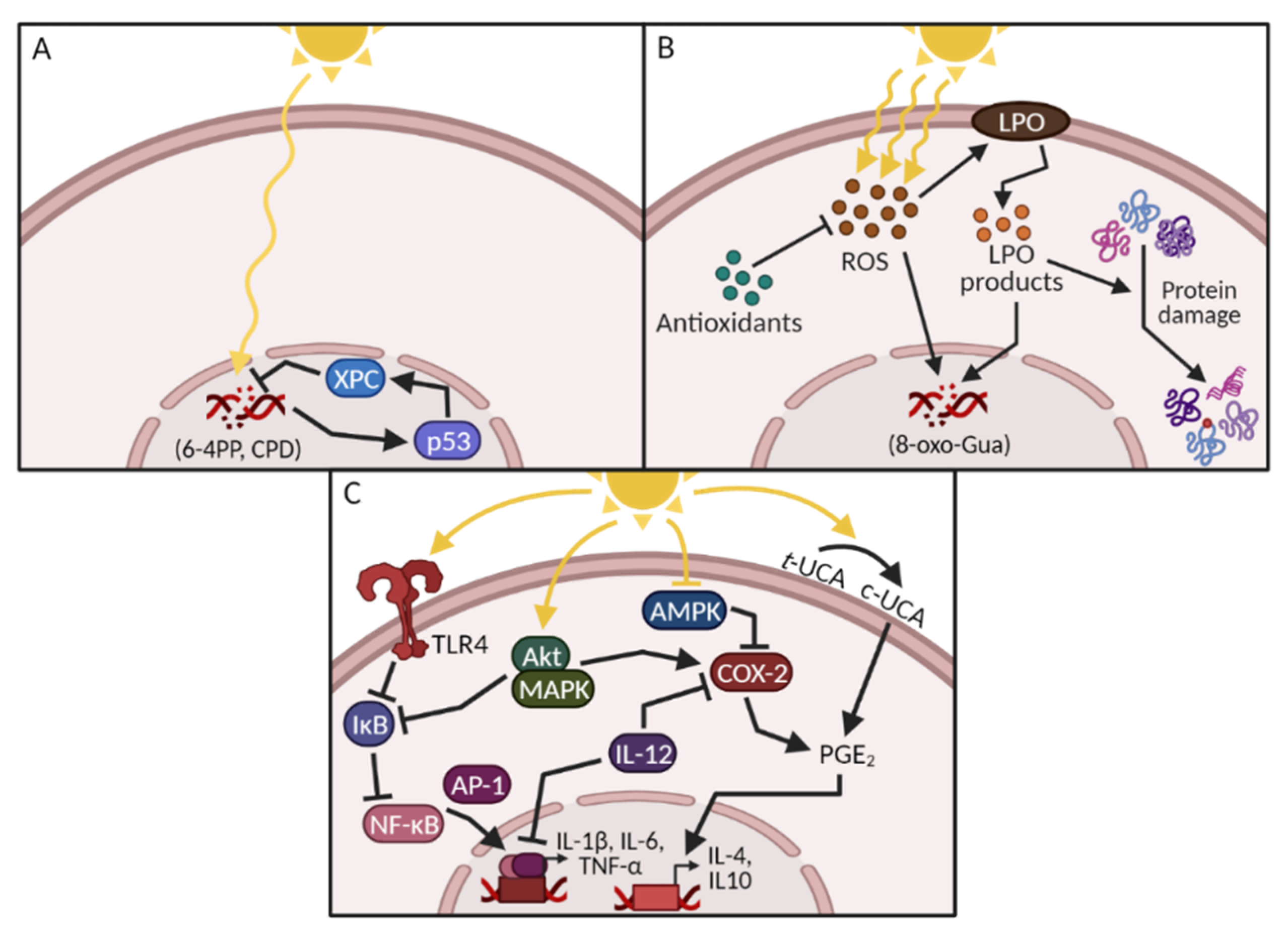 Cancers 13 03684 g001