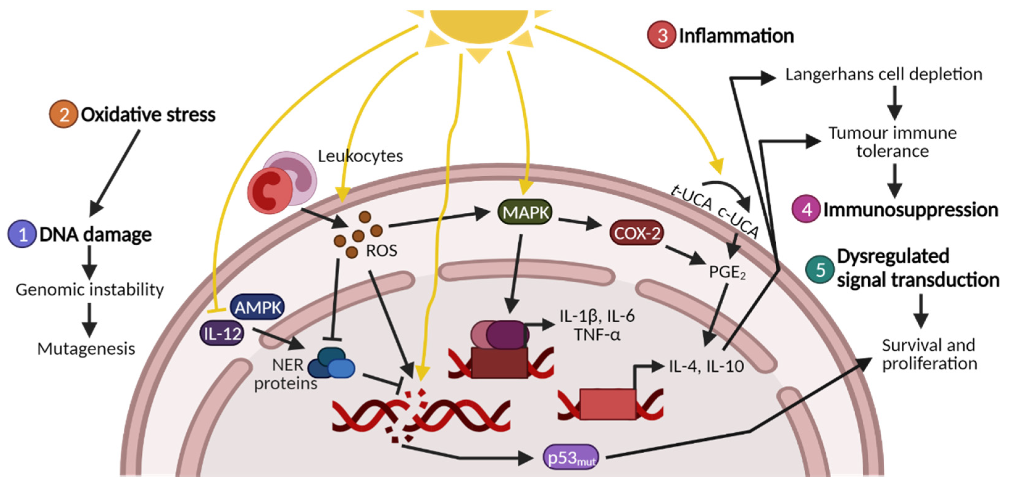 Cancers 13 03684 g002