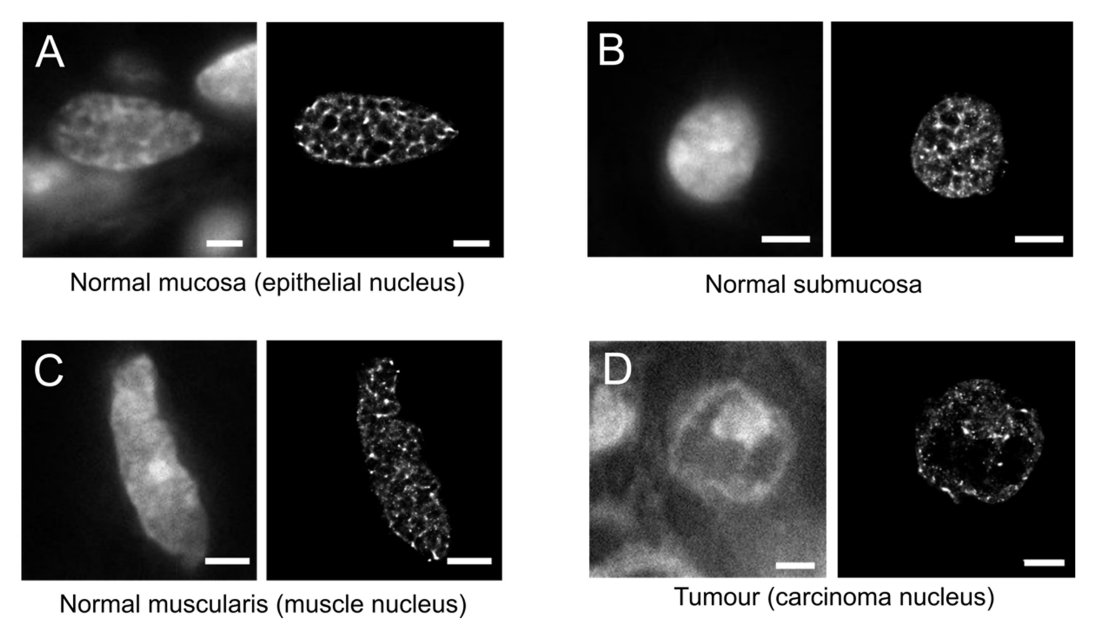 Cancers 13 03692 g003