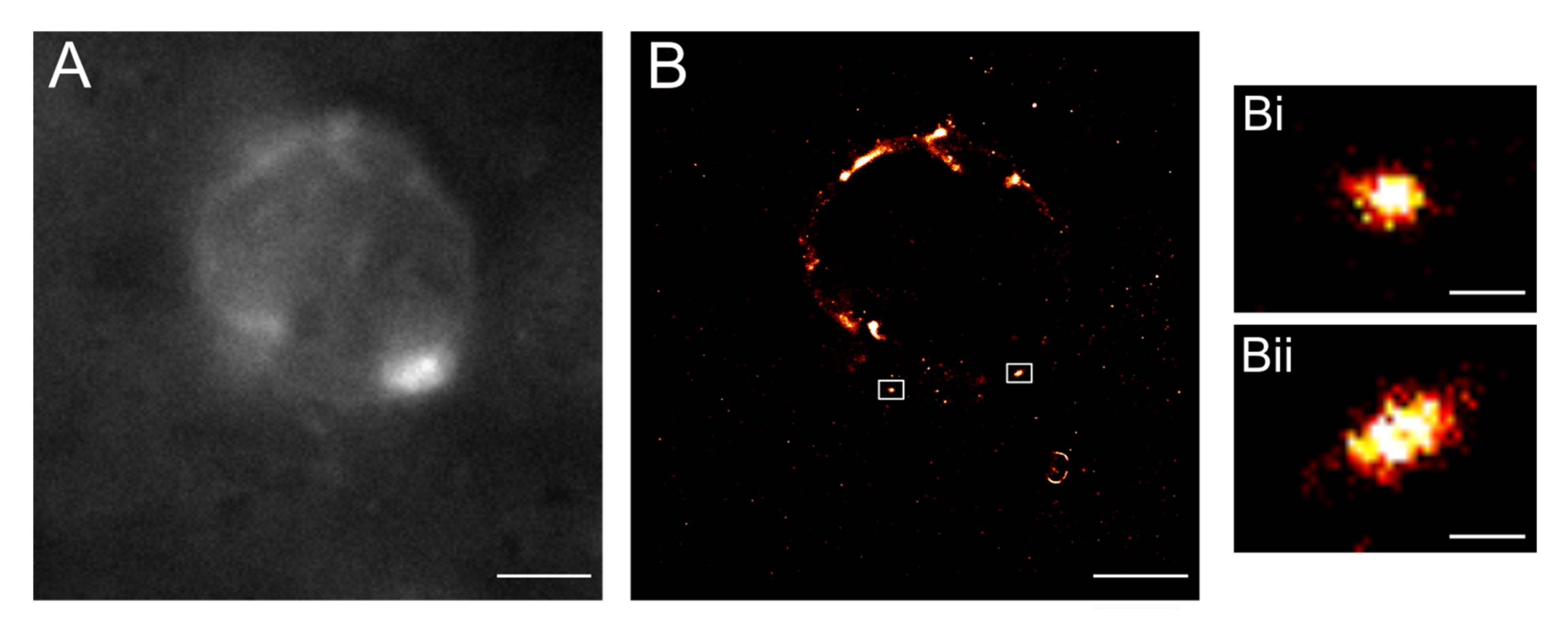 Cancers 13 03692 g010