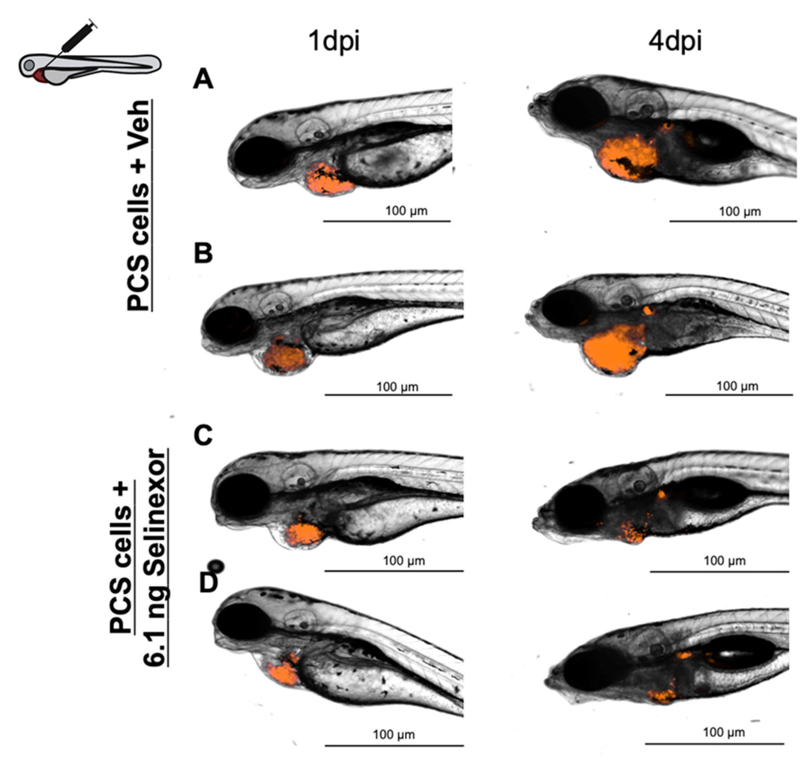 Cancers 13 03705 g006
