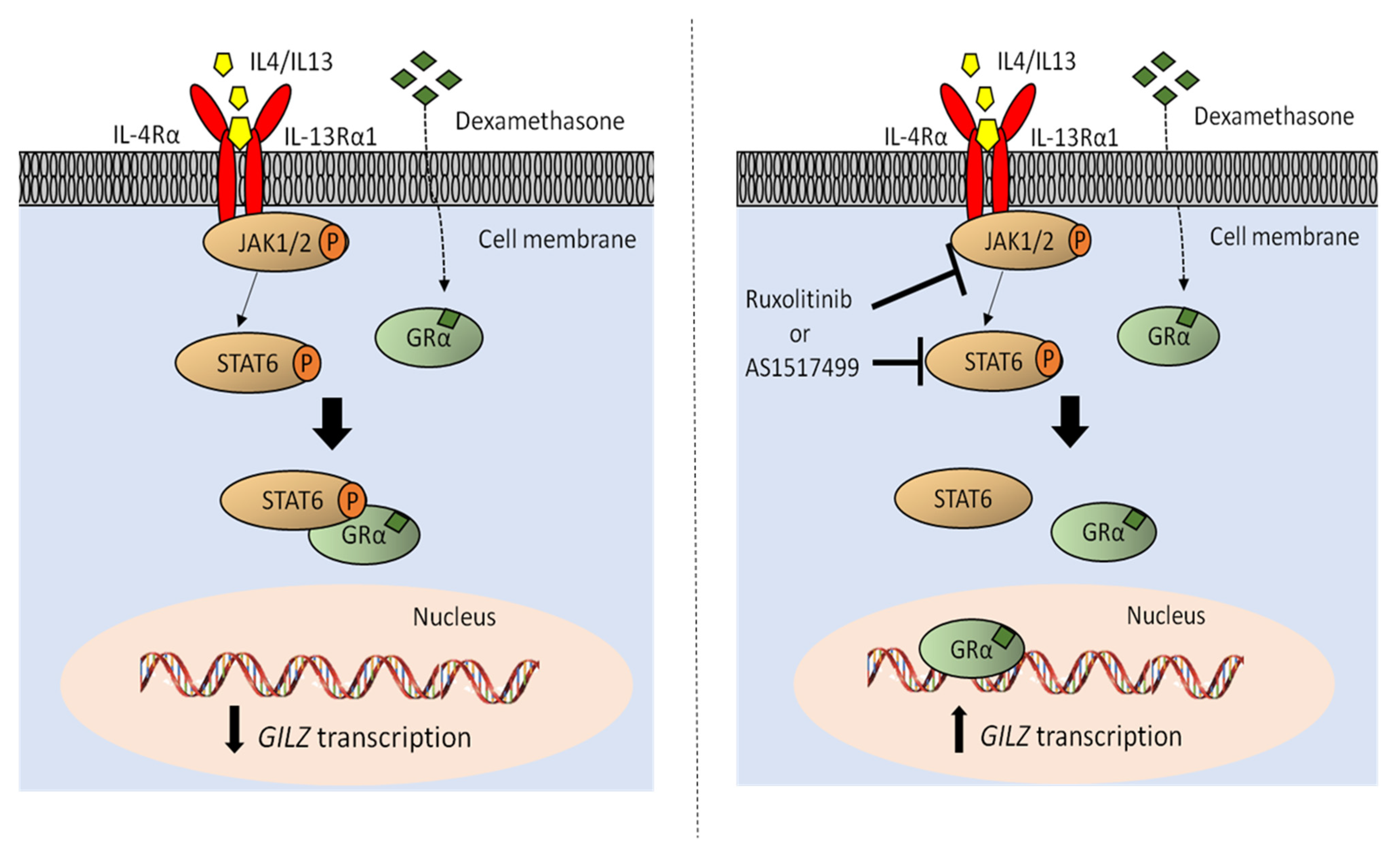 Cancers 13 03724 g006 Cancers 13 03724 g006