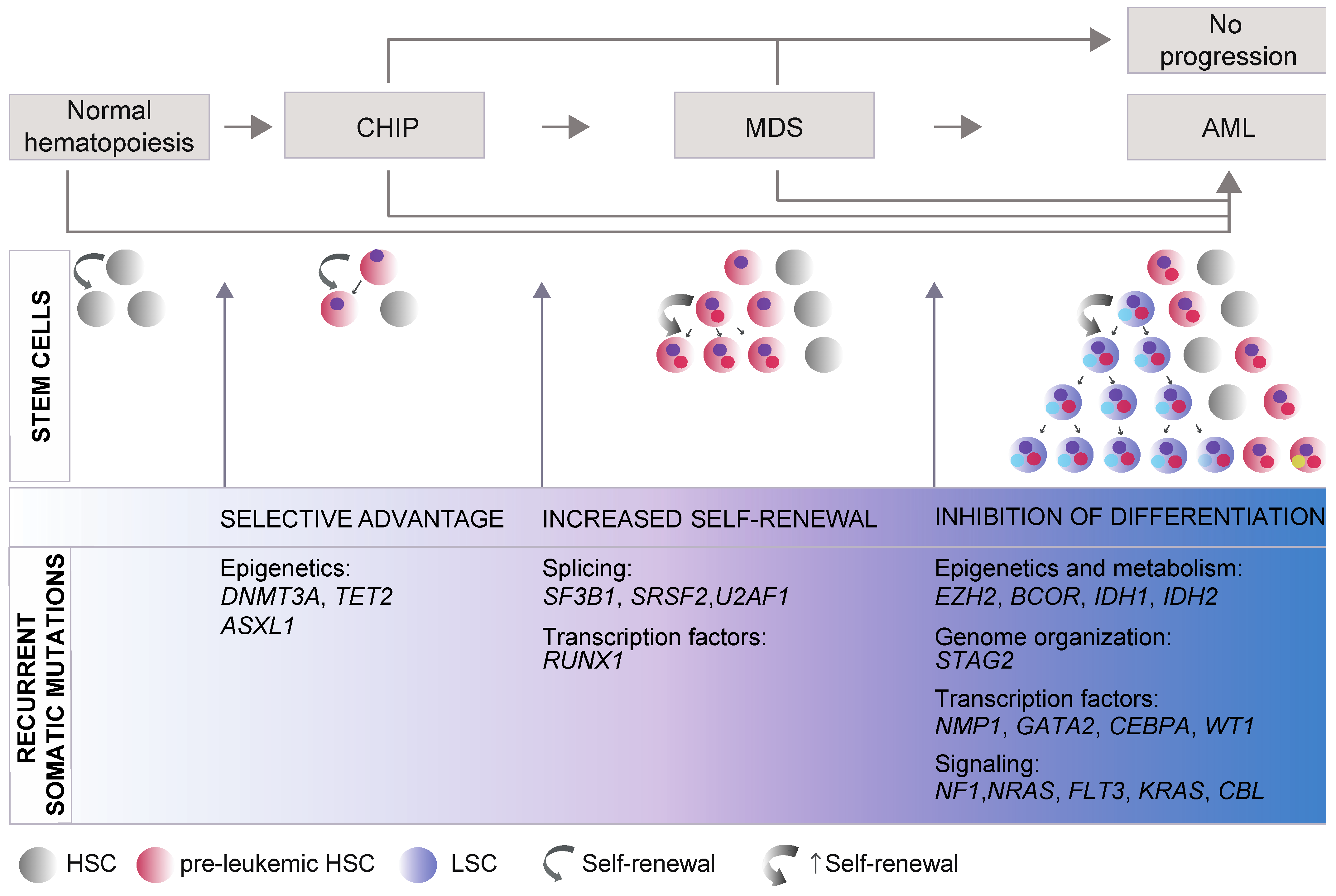 Cancers 13 03753 g001 Cancers 13 03753 g001