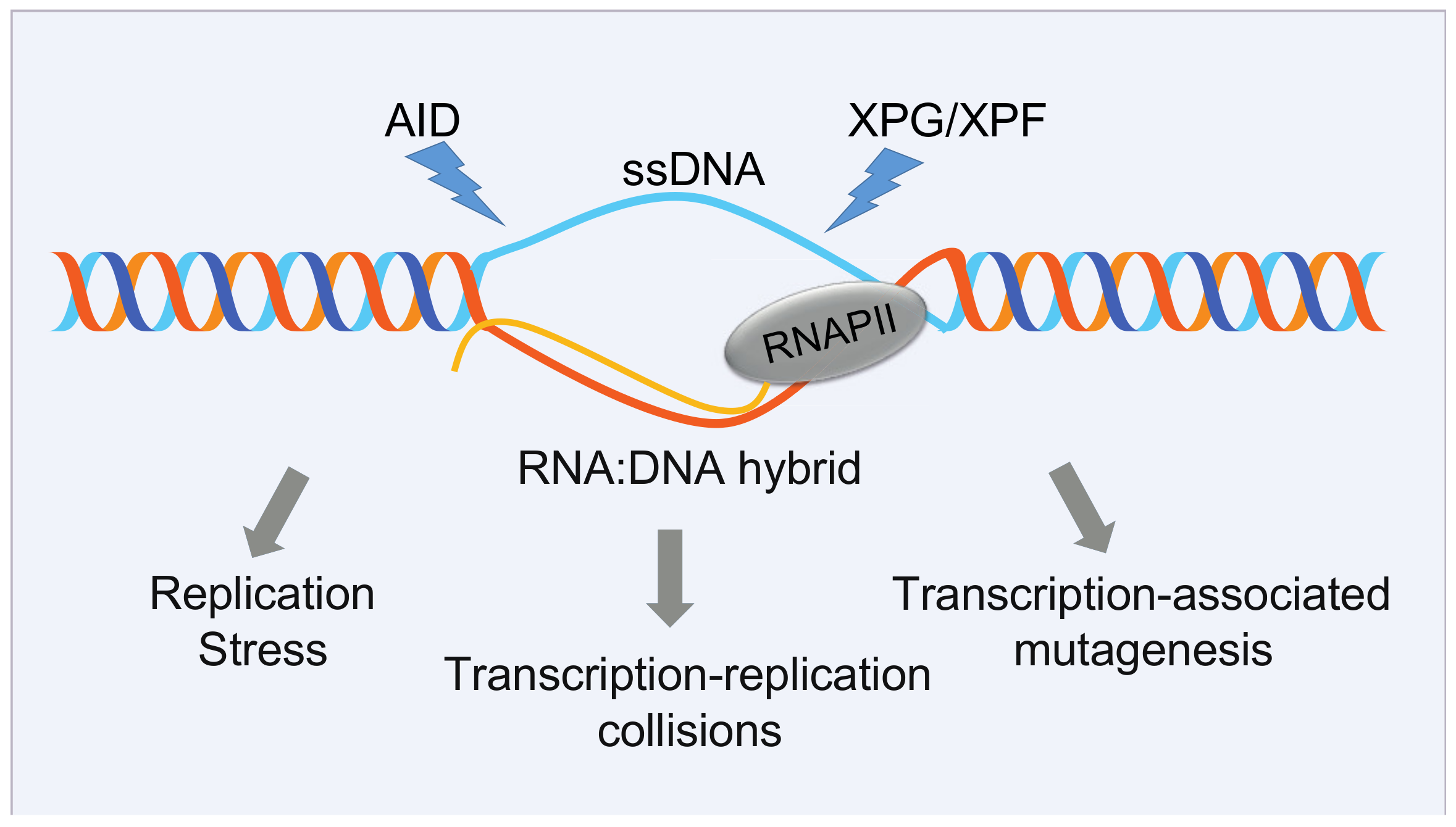 Cancers 13 03753 g003 Cancers 13 03753 g003