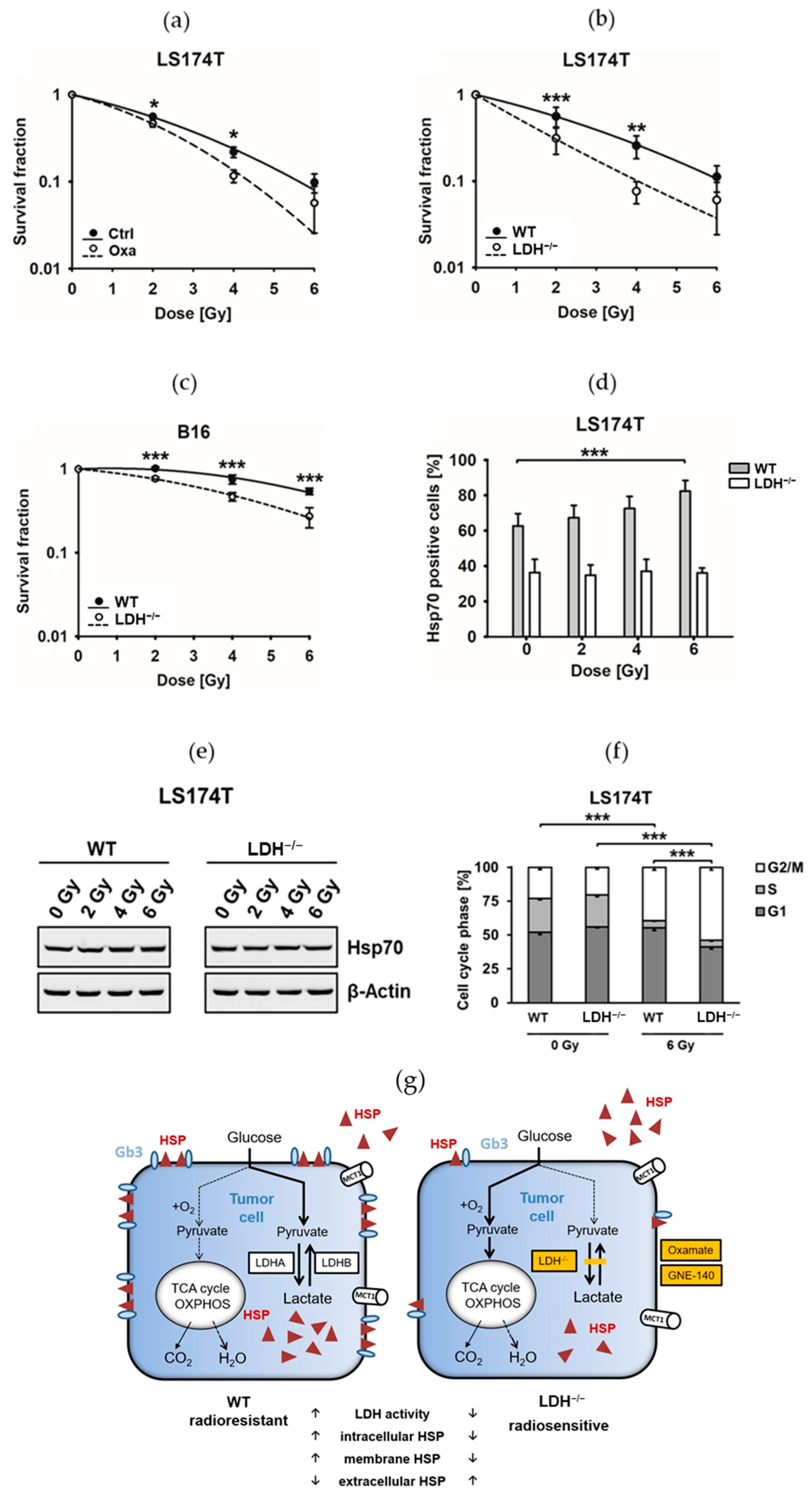 Cancers 13 03762 g005