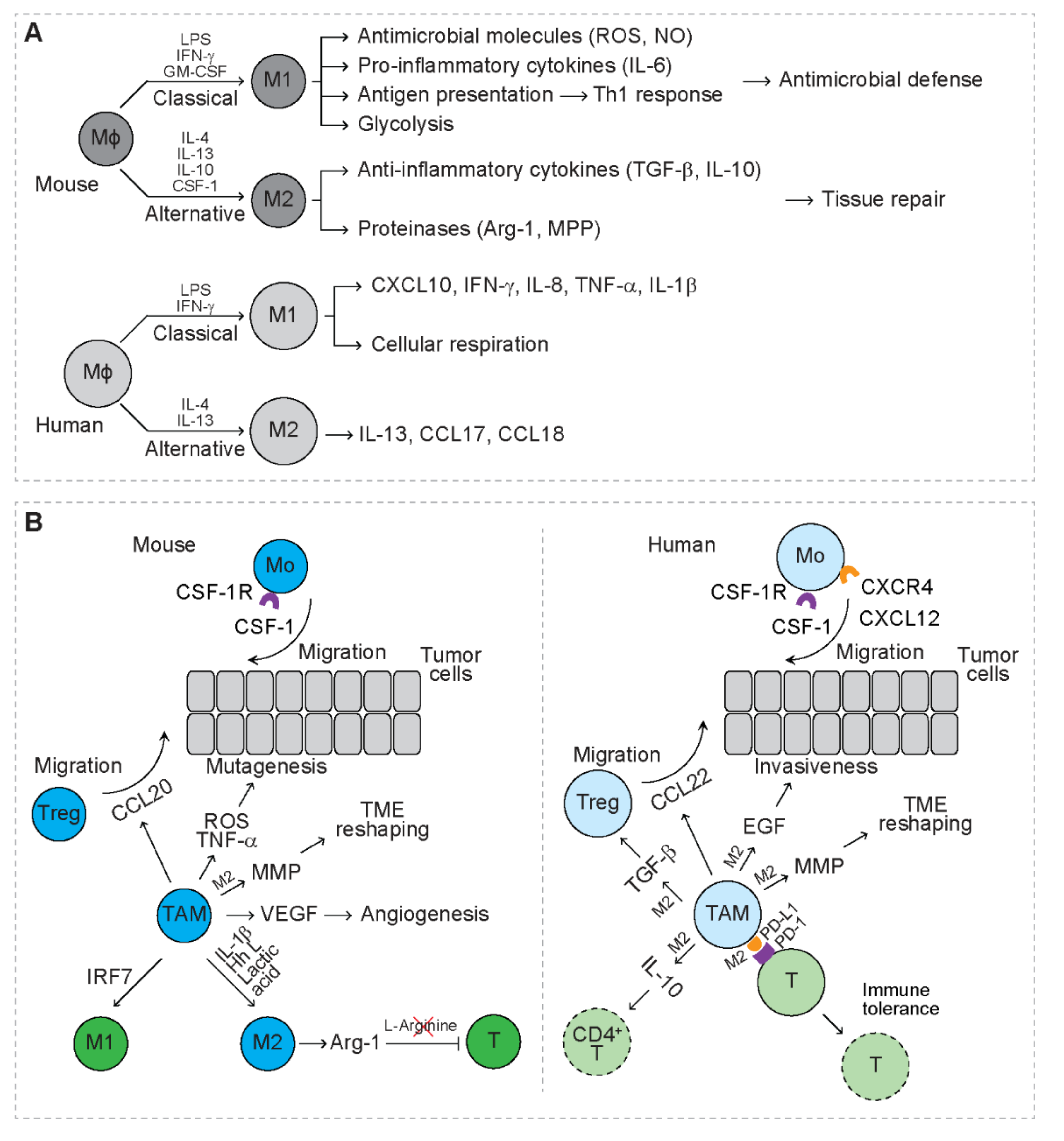 Cancers 13 03772 g002
