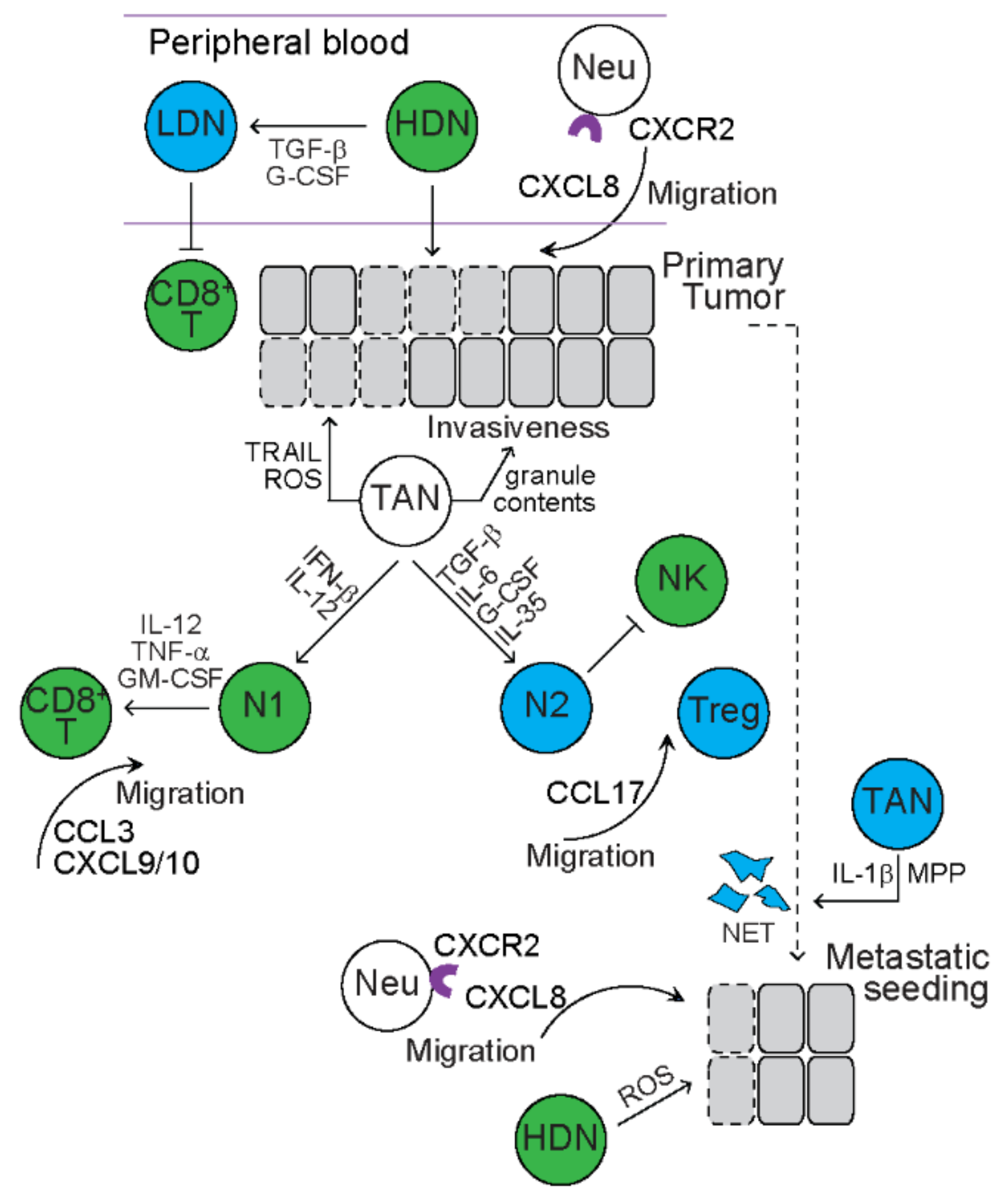 Cancers 13 03772 g004