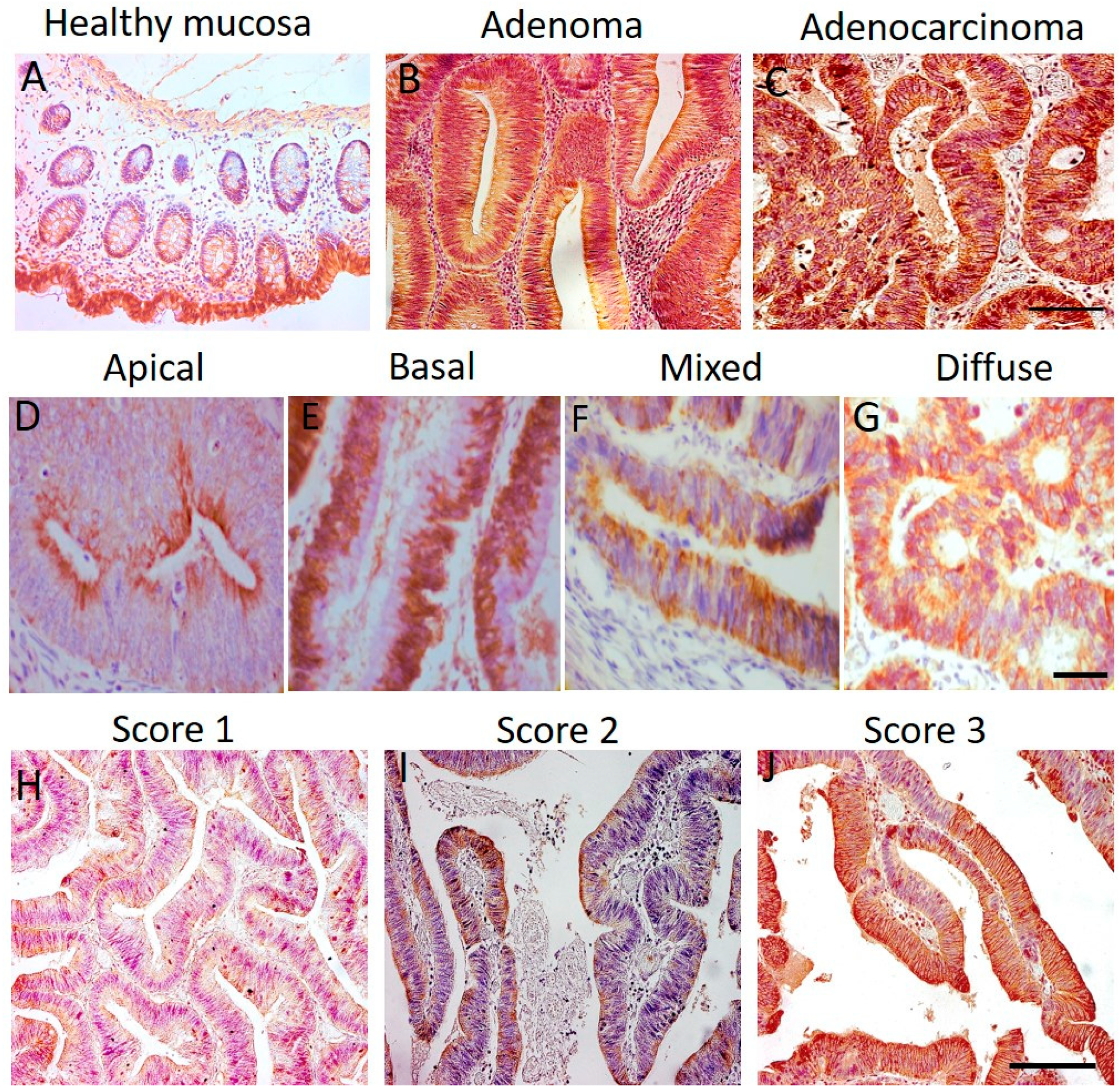 Cancers 13 03832 g001