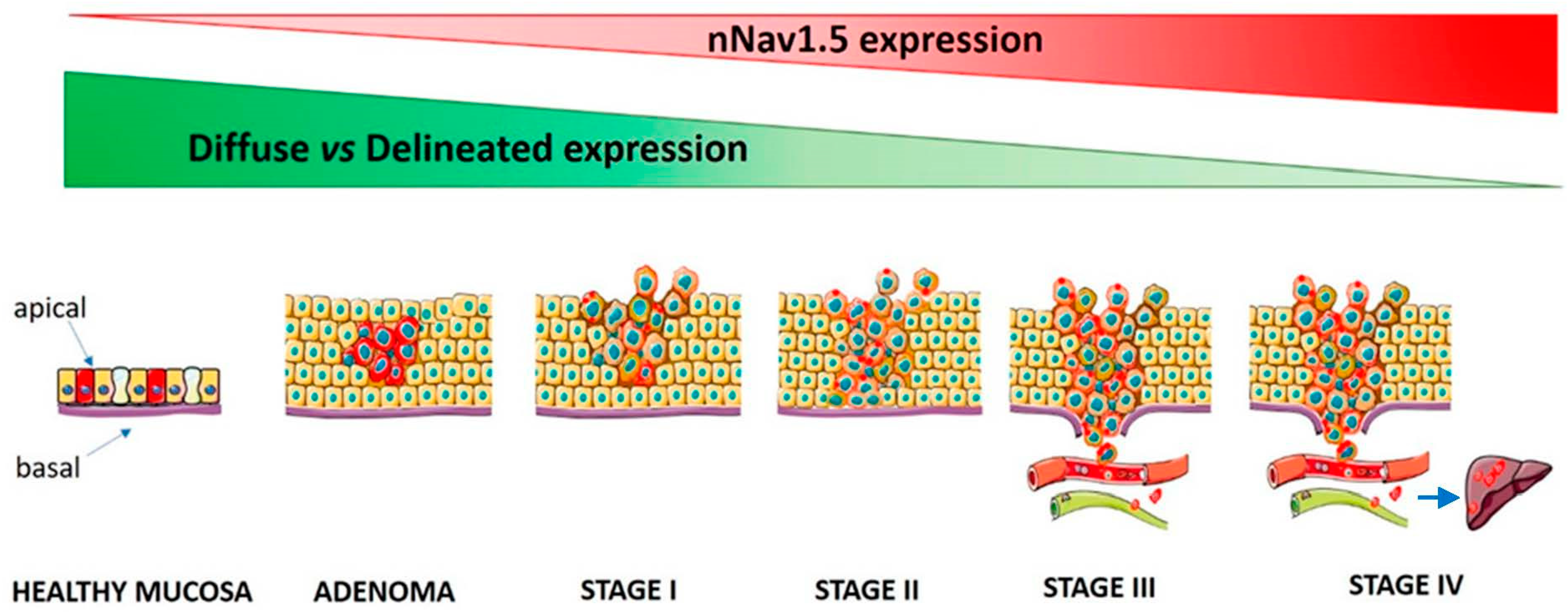 Cancers 13 03832 g003