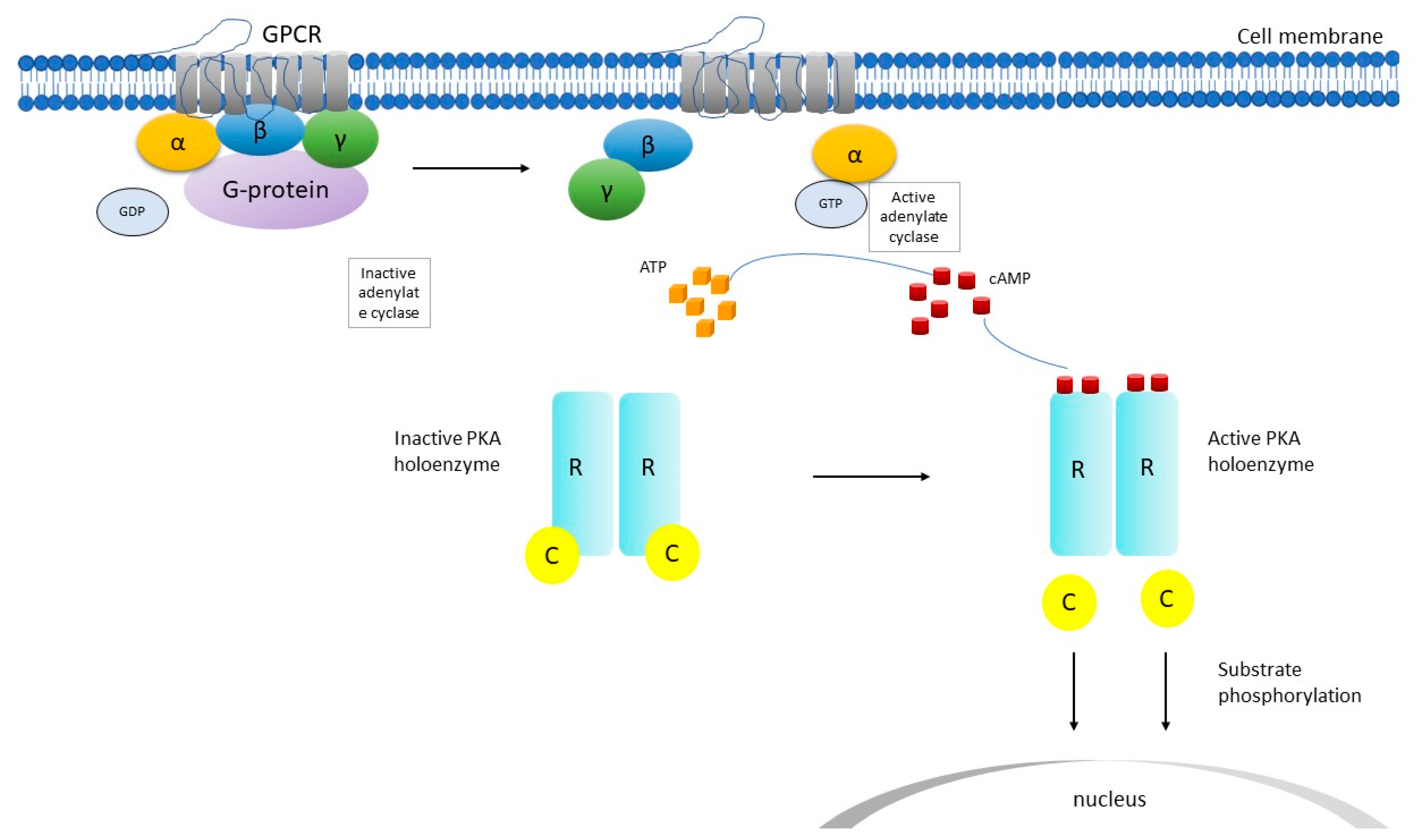 Cancers 13 03834 g001
